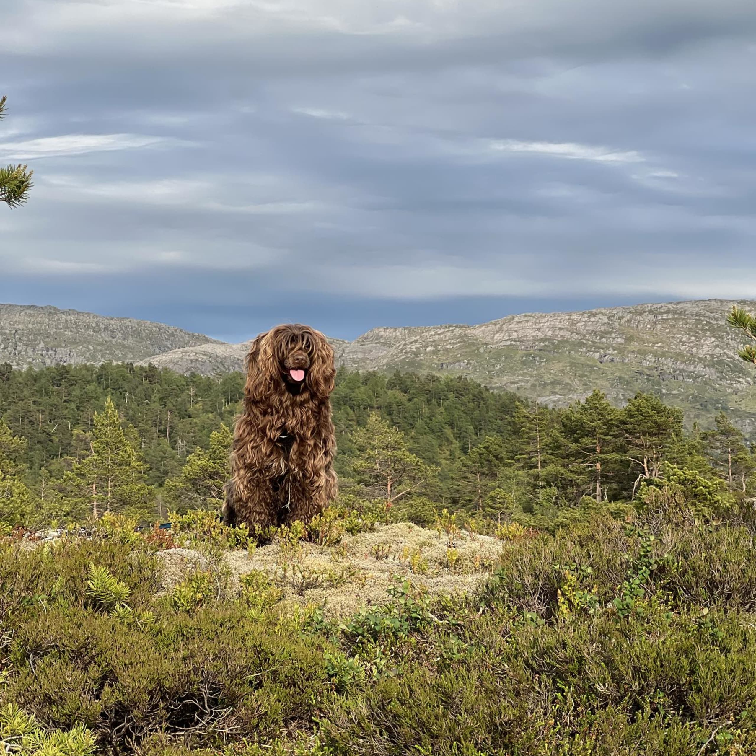 Portugisisk vattenhund