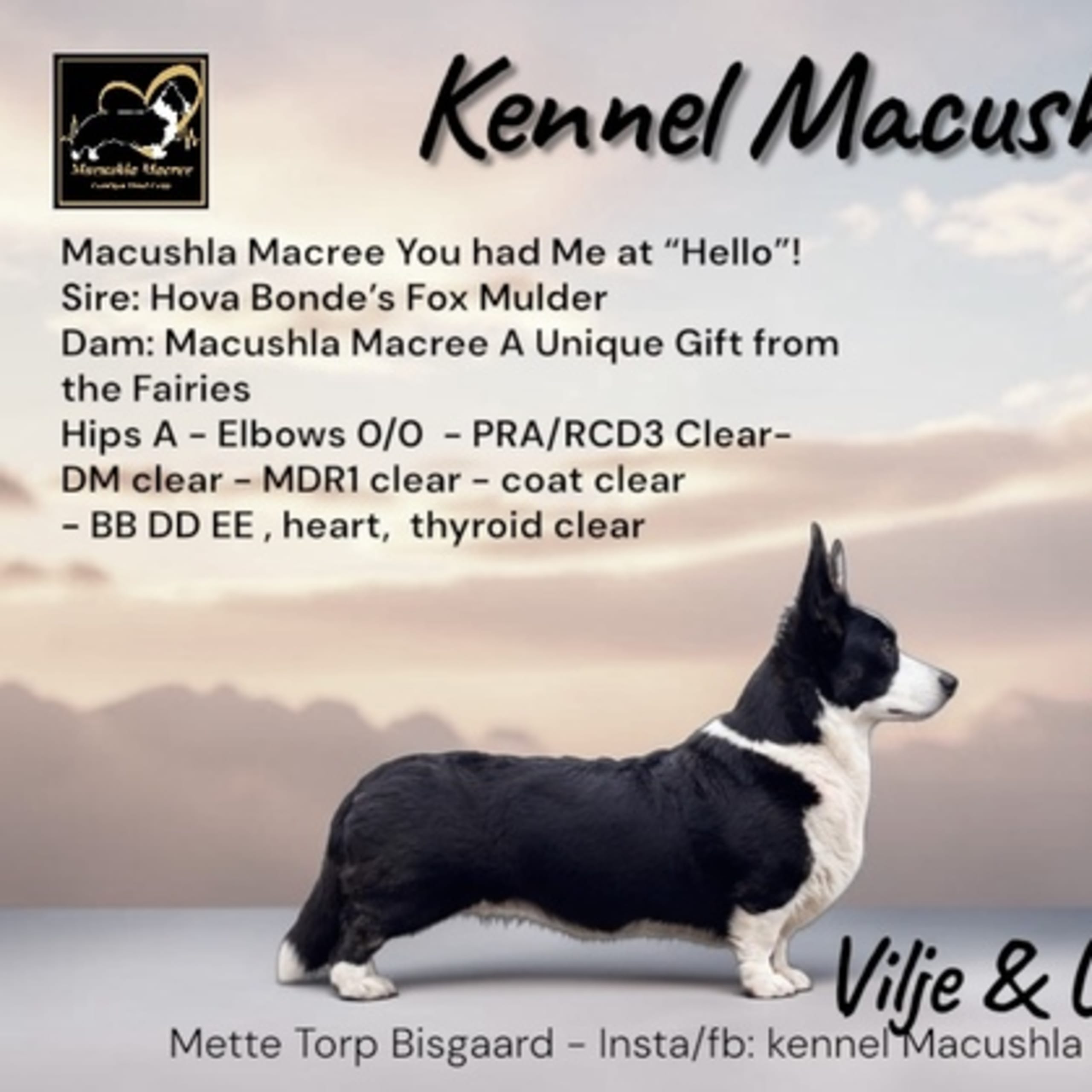 Macushla Macree