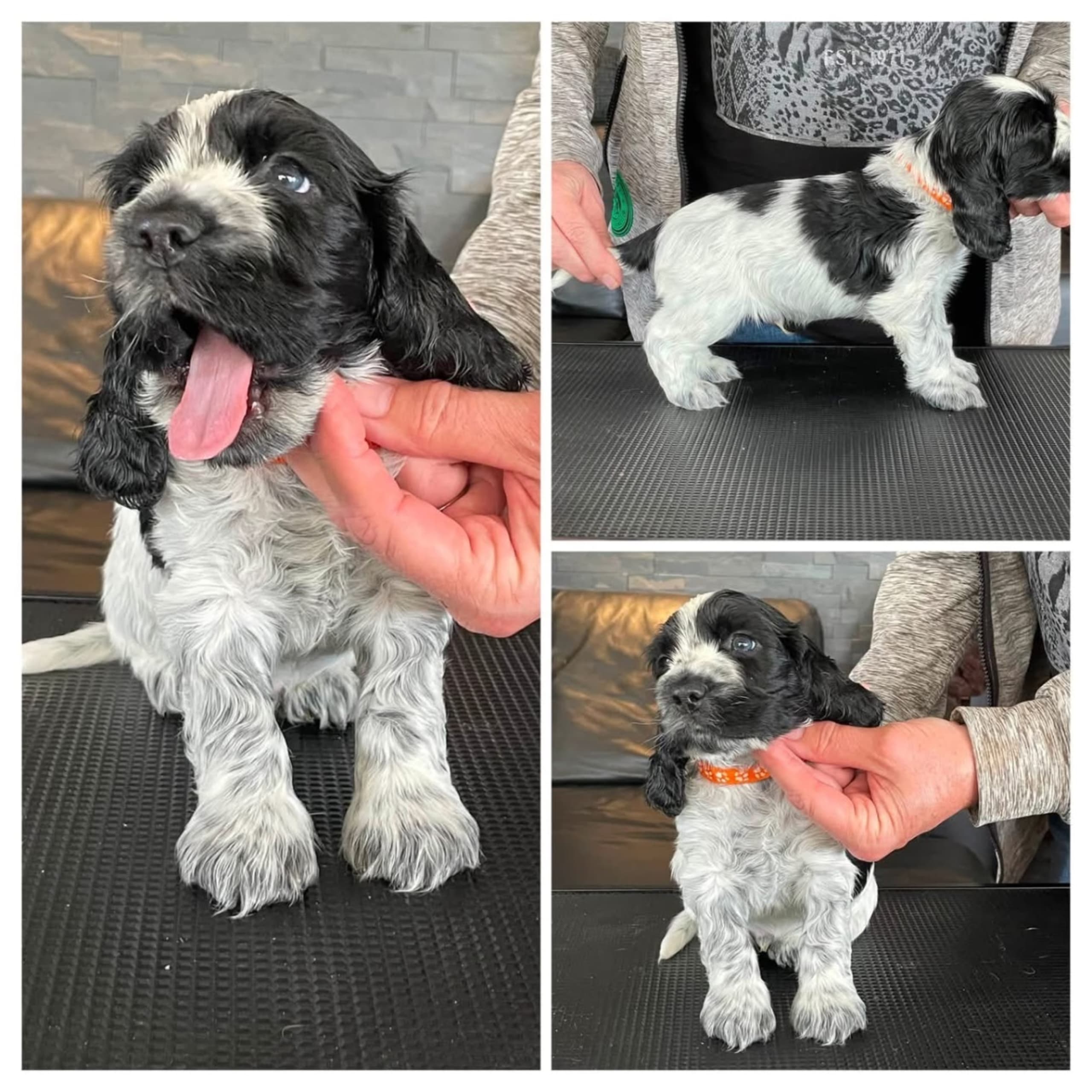 Cocker spaniel
