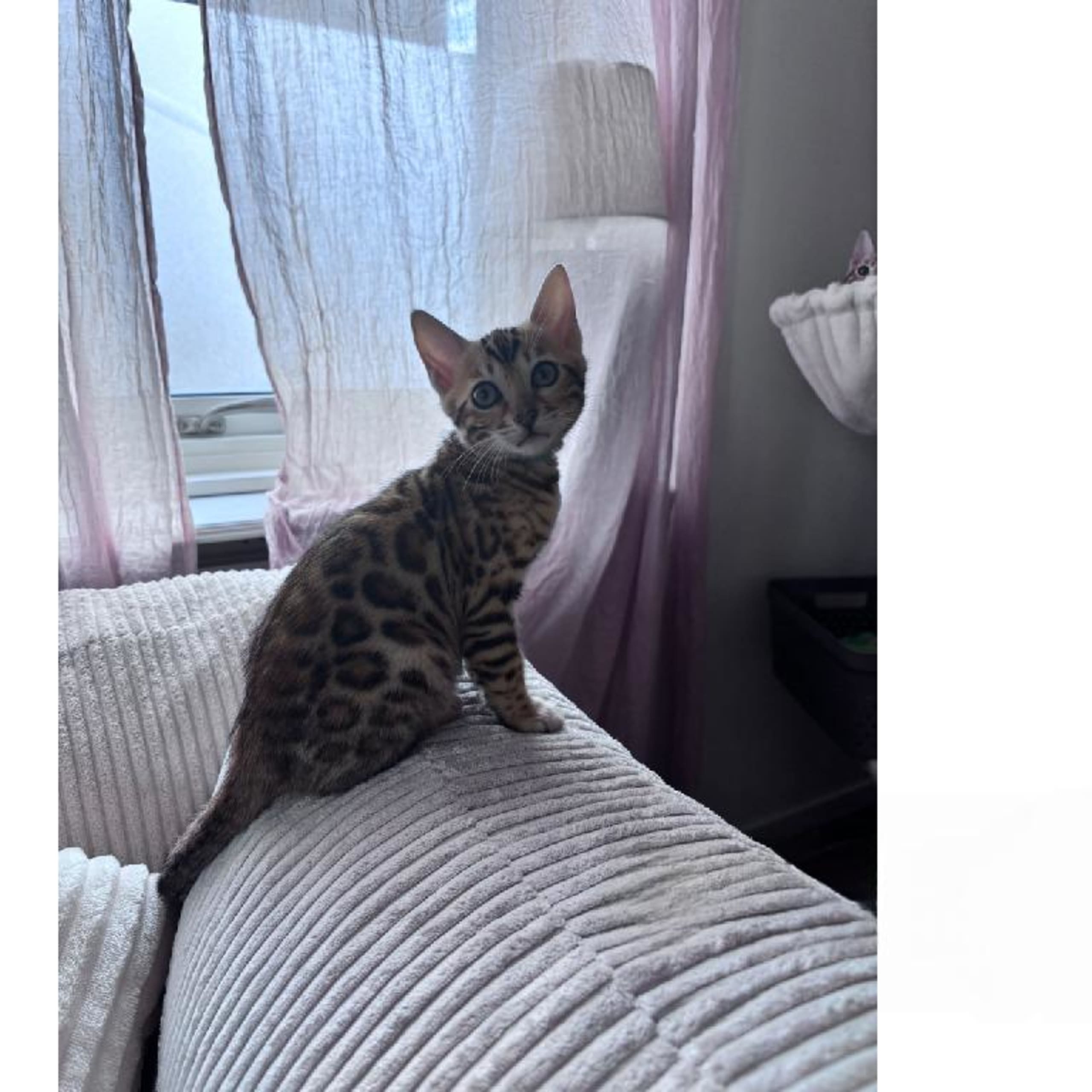 SE*Pawspots