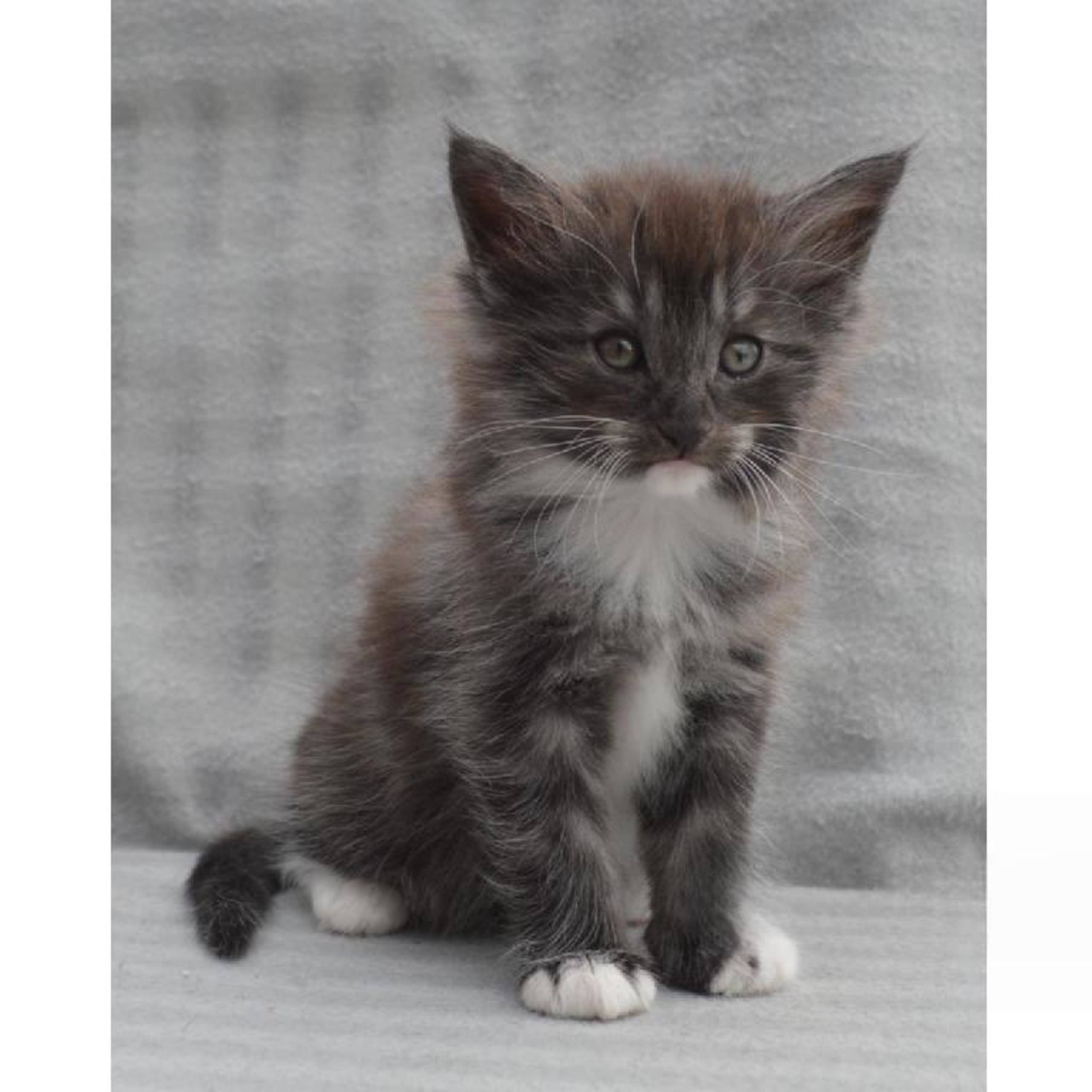 Norsk skogkatt