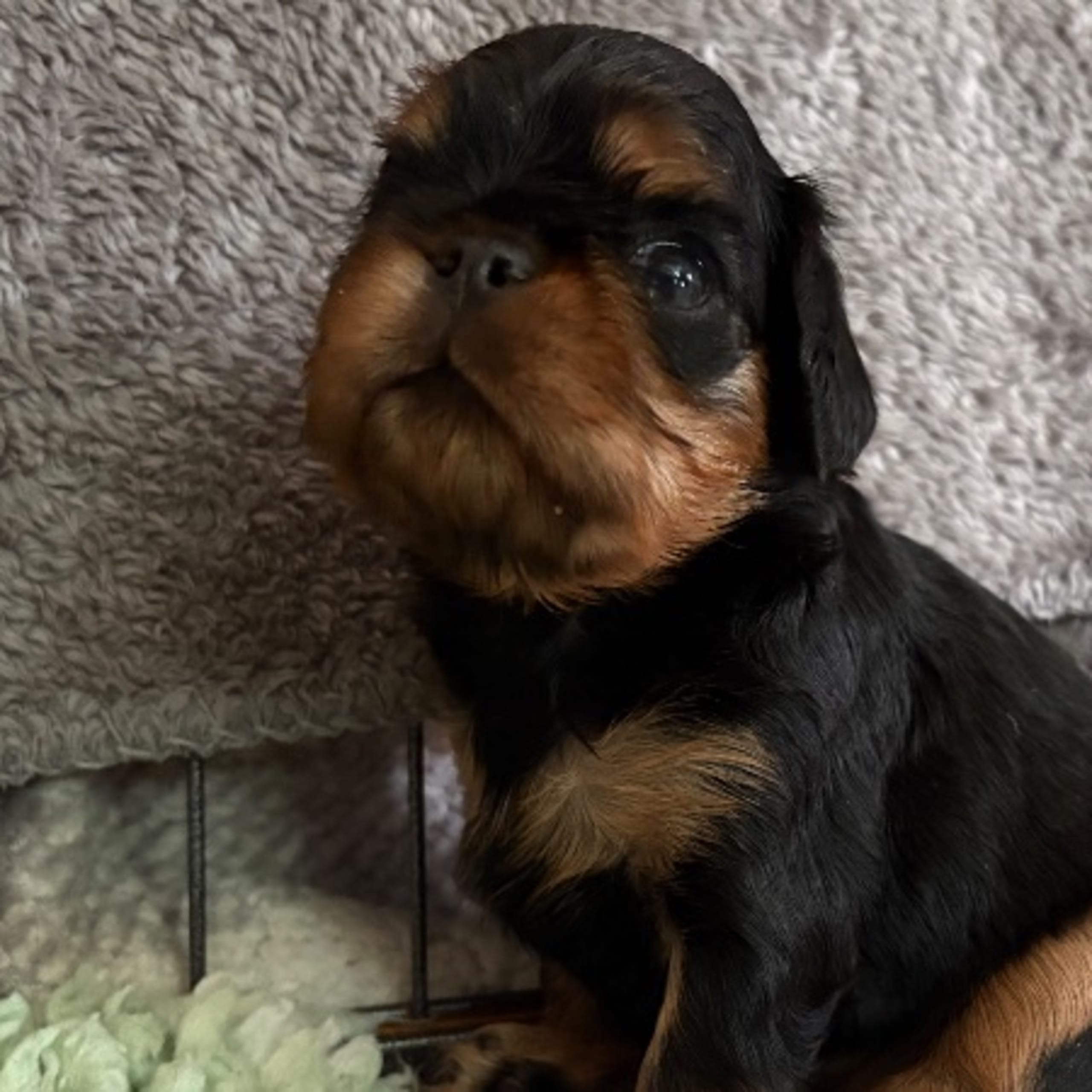 King charles spaniel
