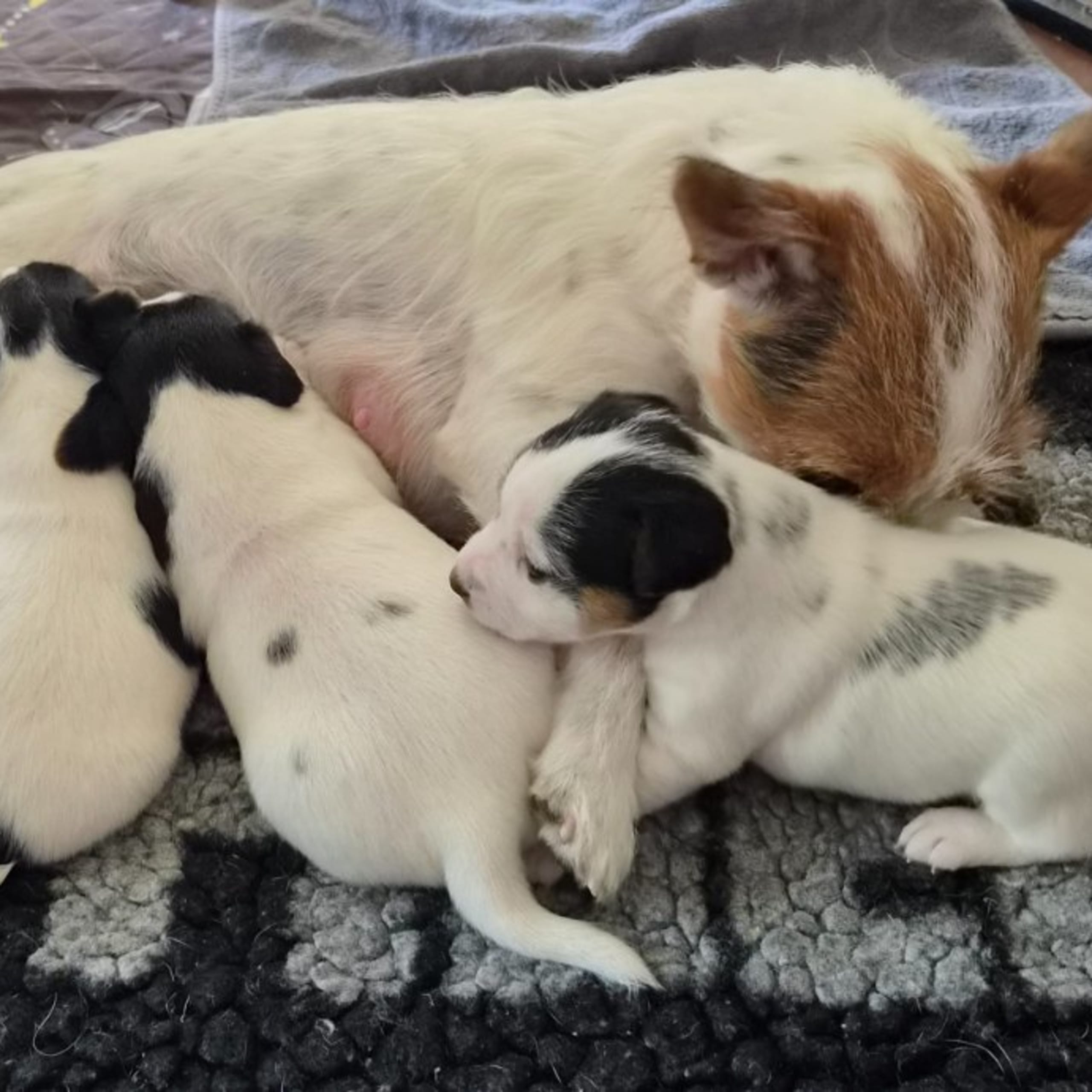 Parson Russell Terrier