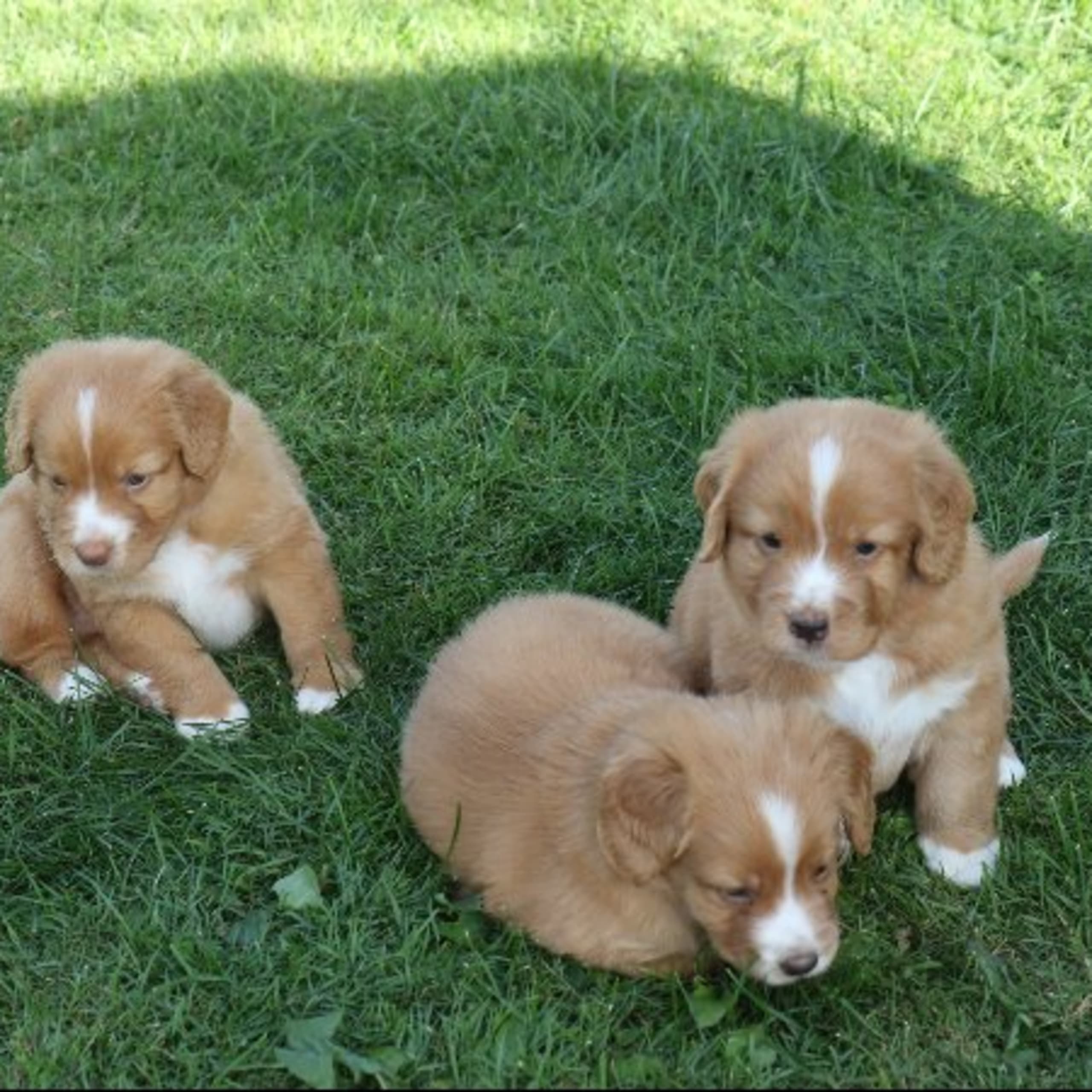 Nova scotia duck tolling retriever