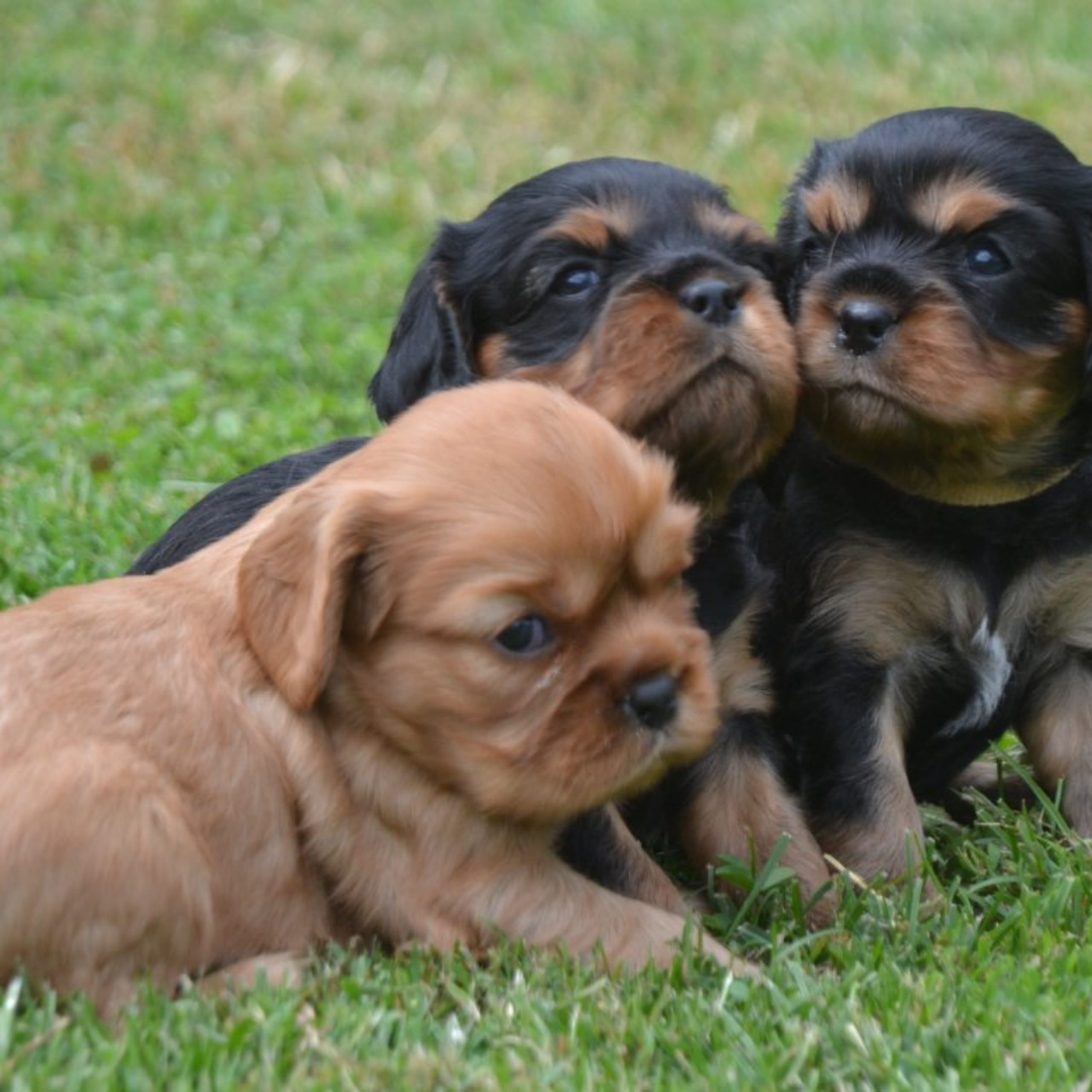 Cavalier king charles spaniel
