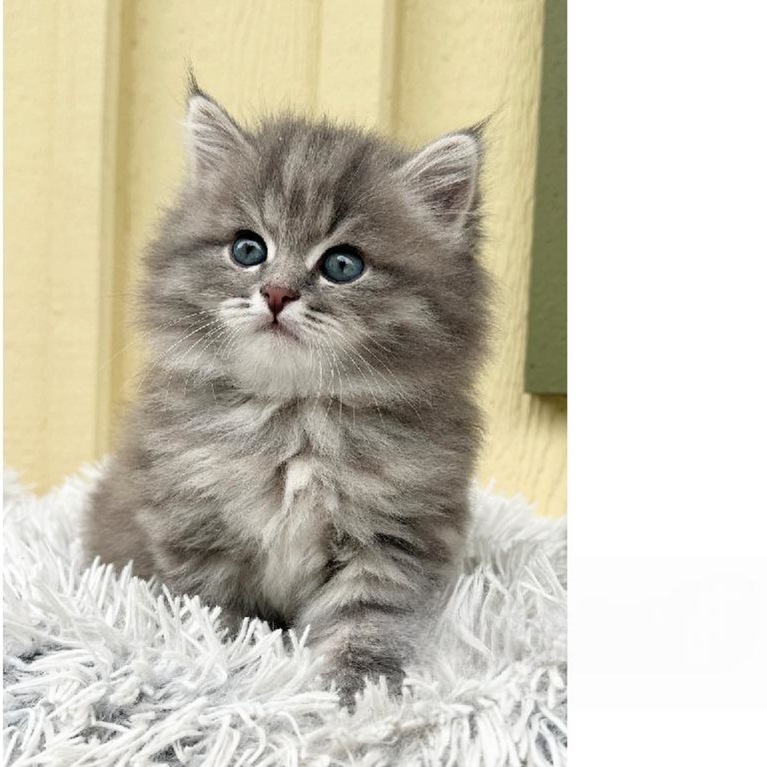 Sibirisk katt