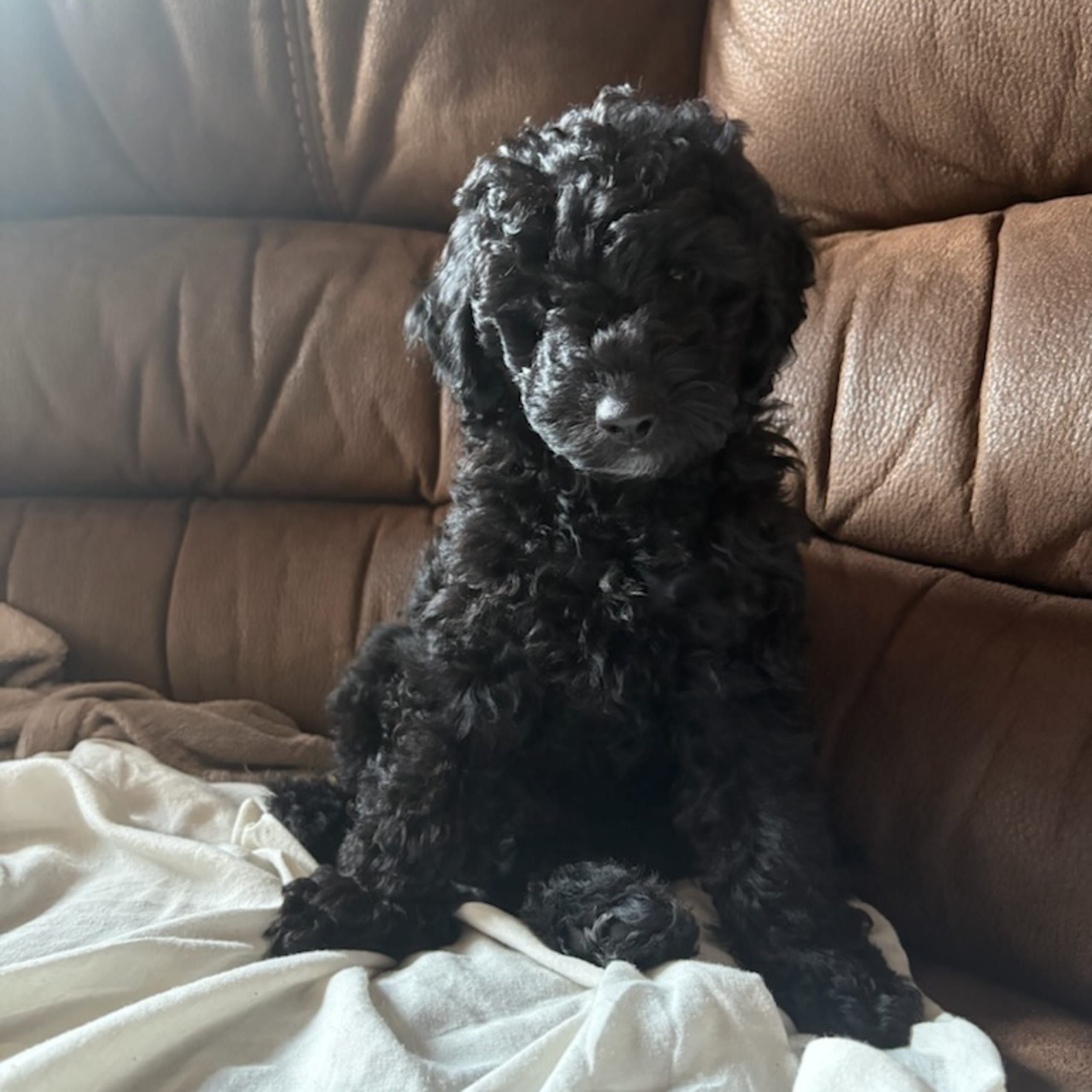 Cockerpoo