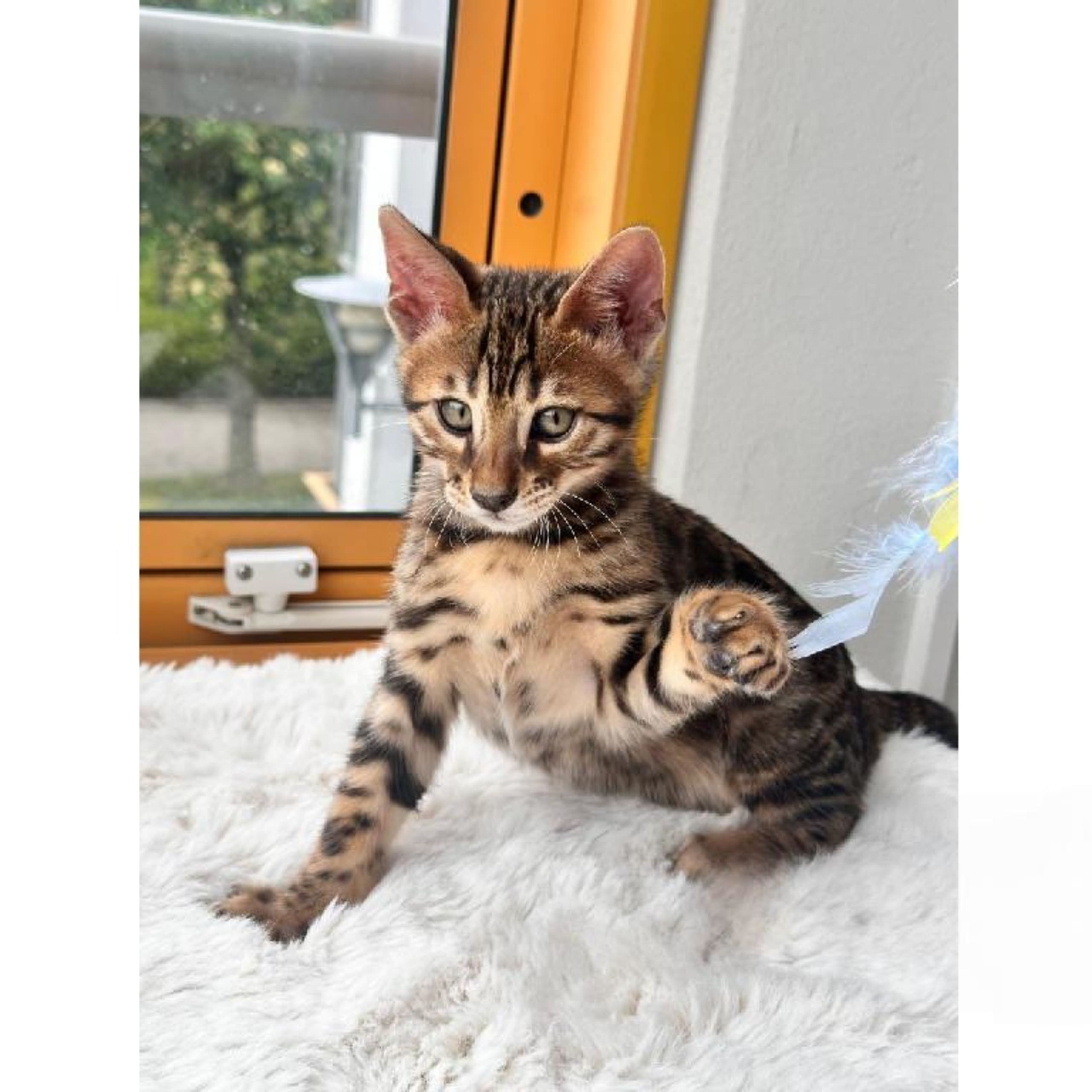 Bengal