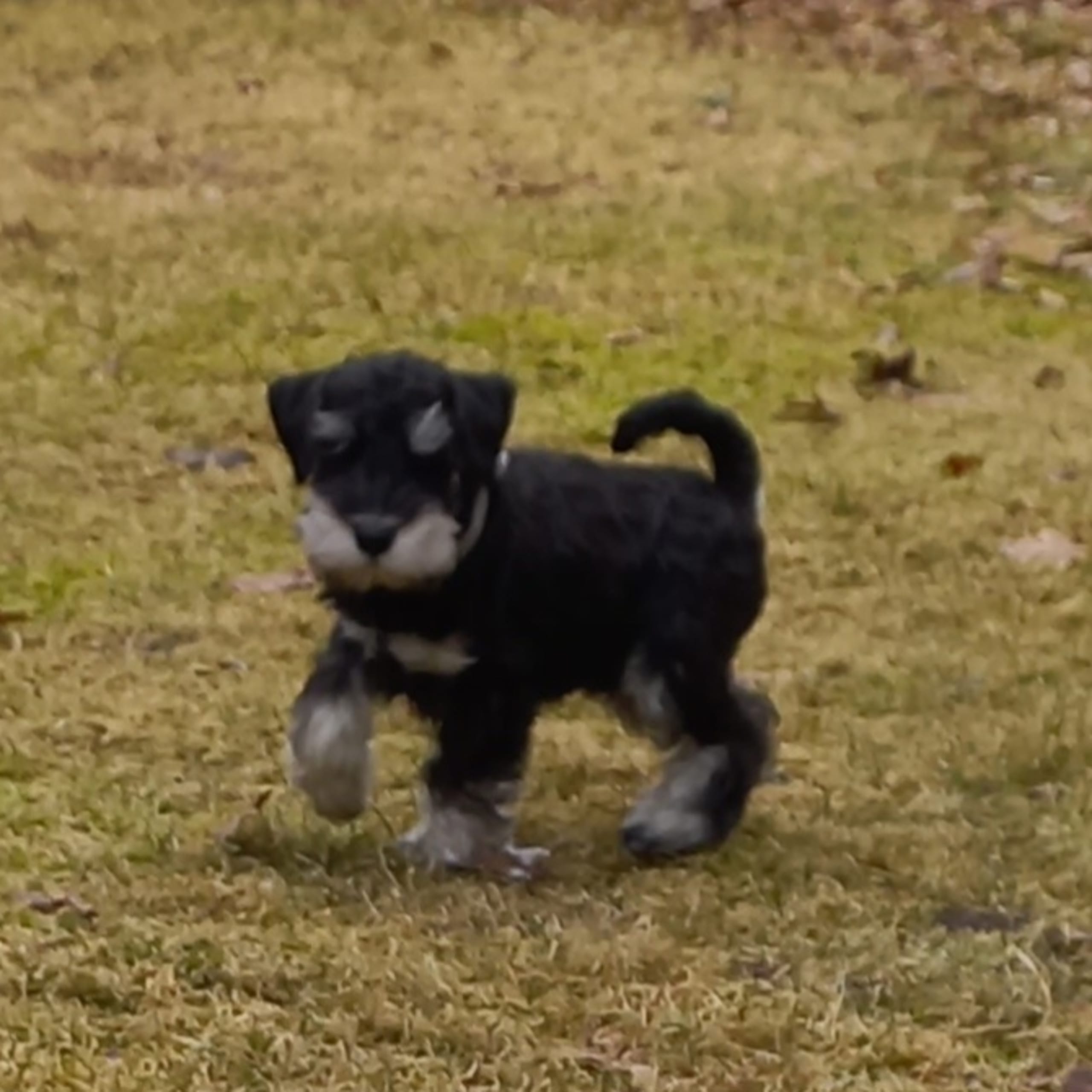 Miniature Schnauzer