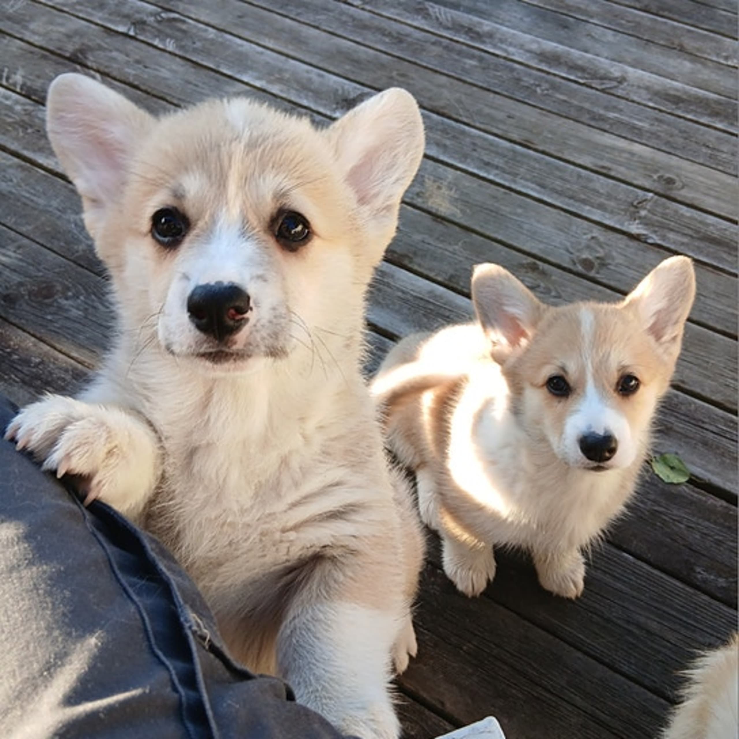 Welsh corgi pembroke