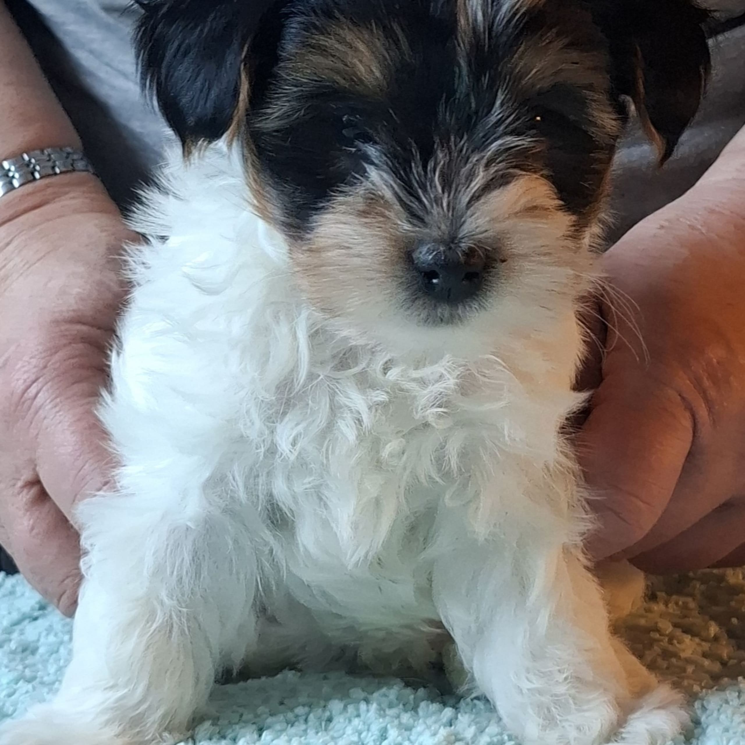 Biewer terrier