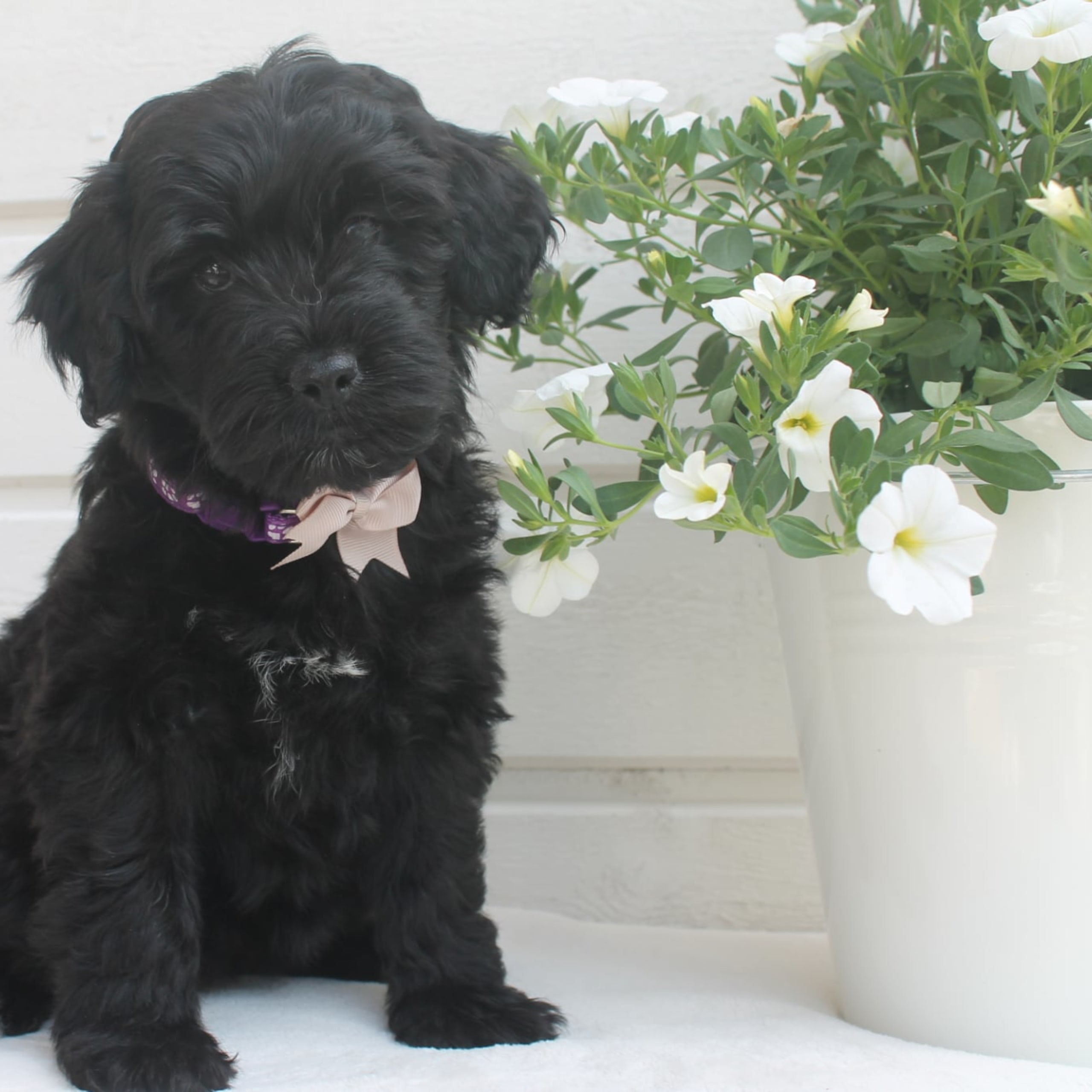 Aussiedoodle