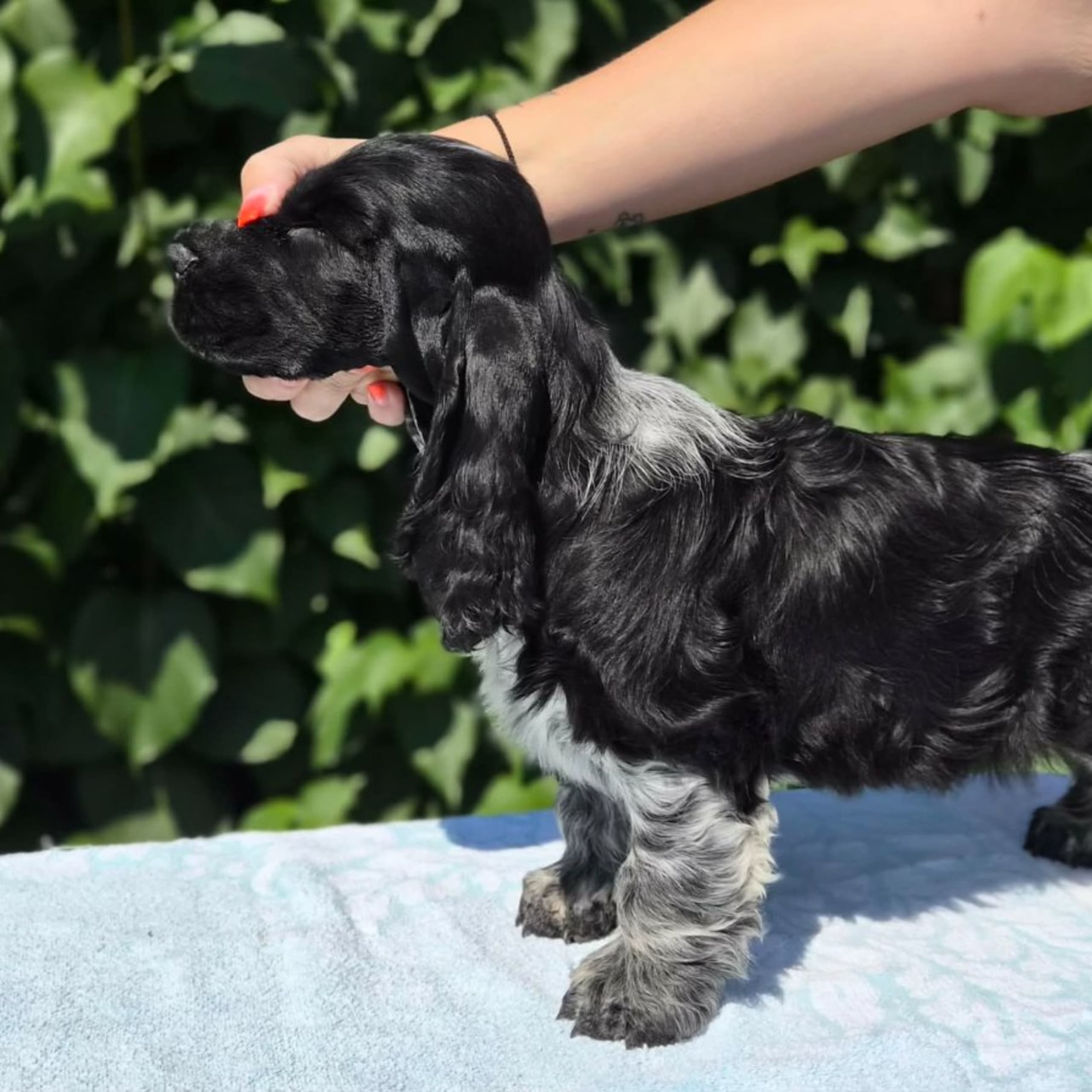 Cocker spaniel