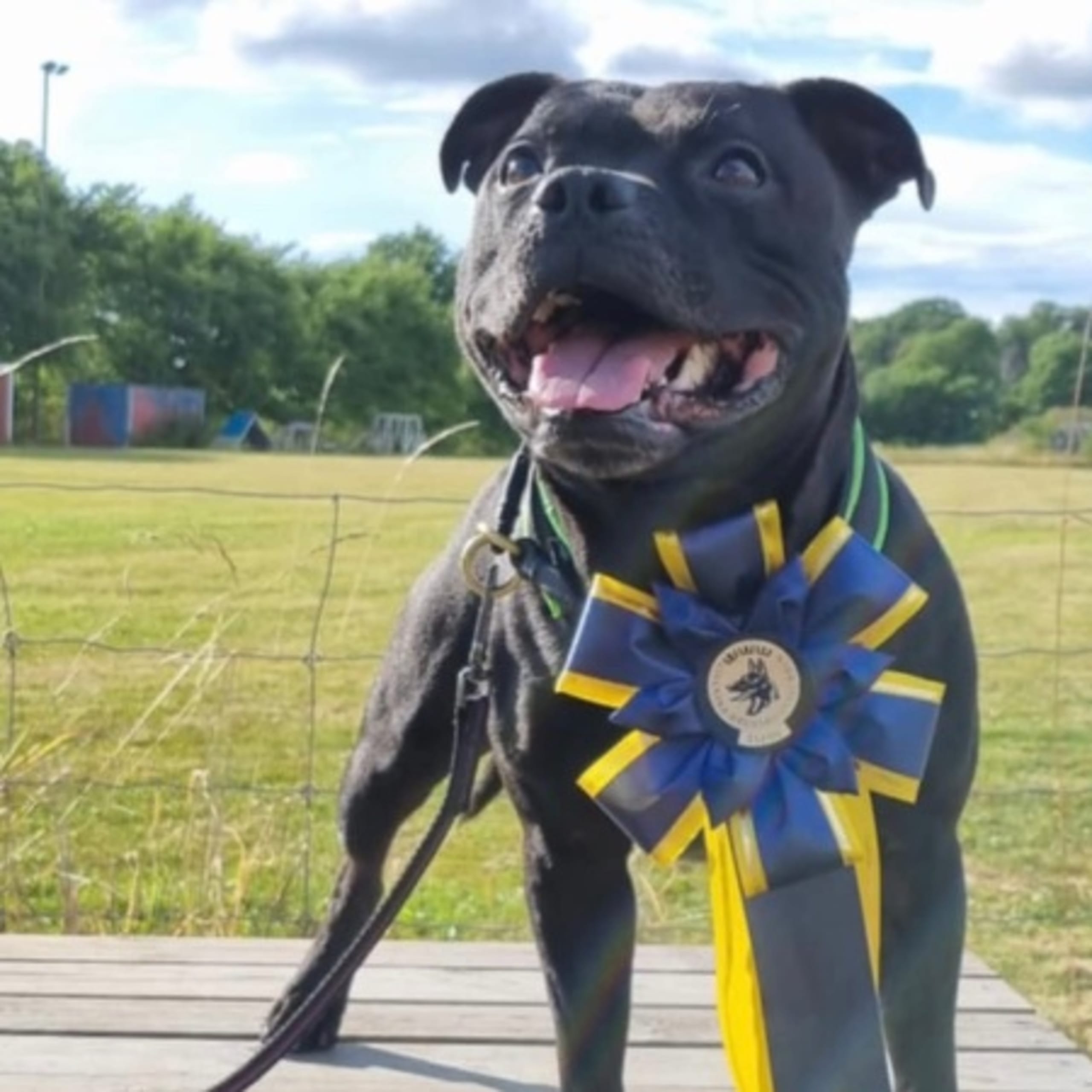 Staffordshire bullterrier