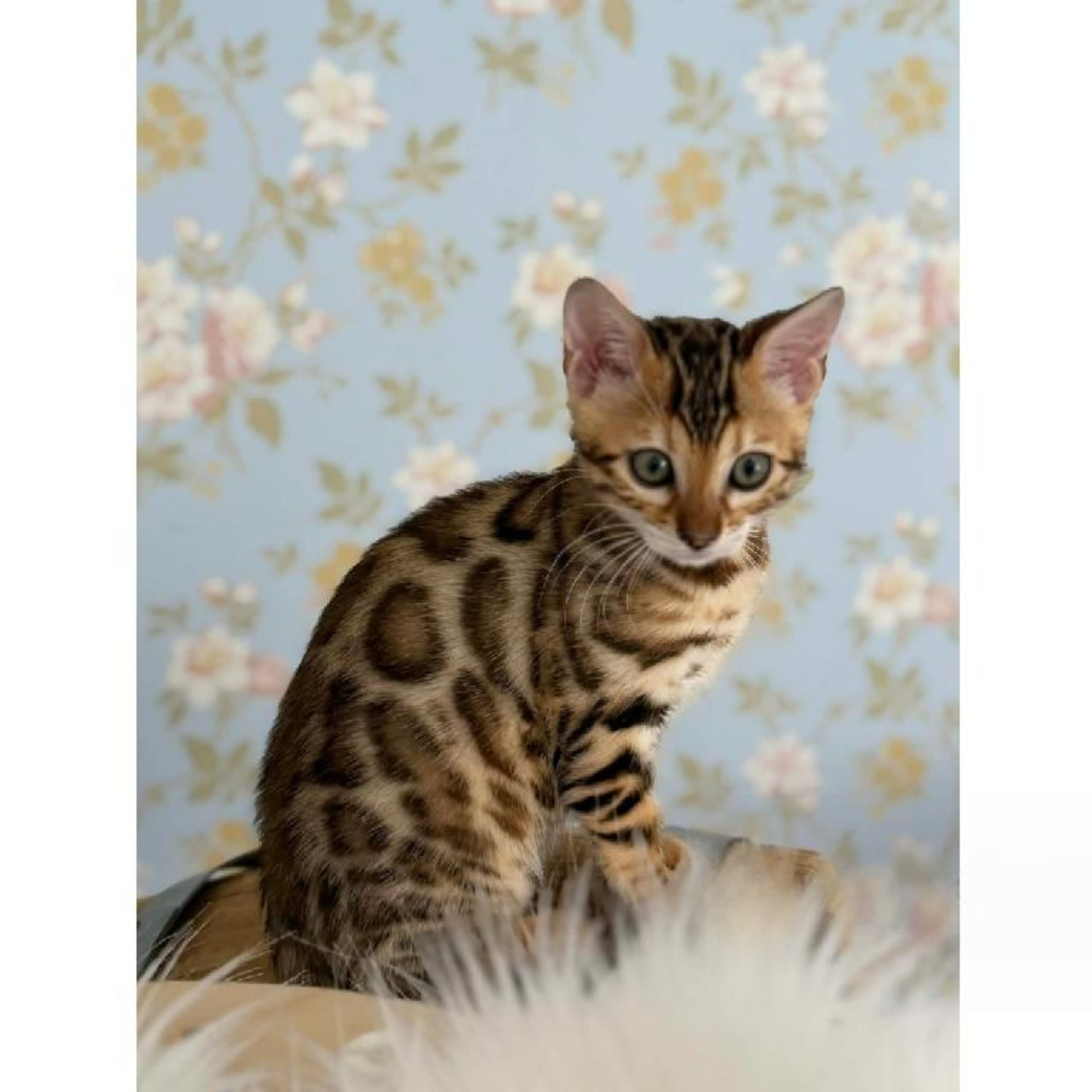 Bengal