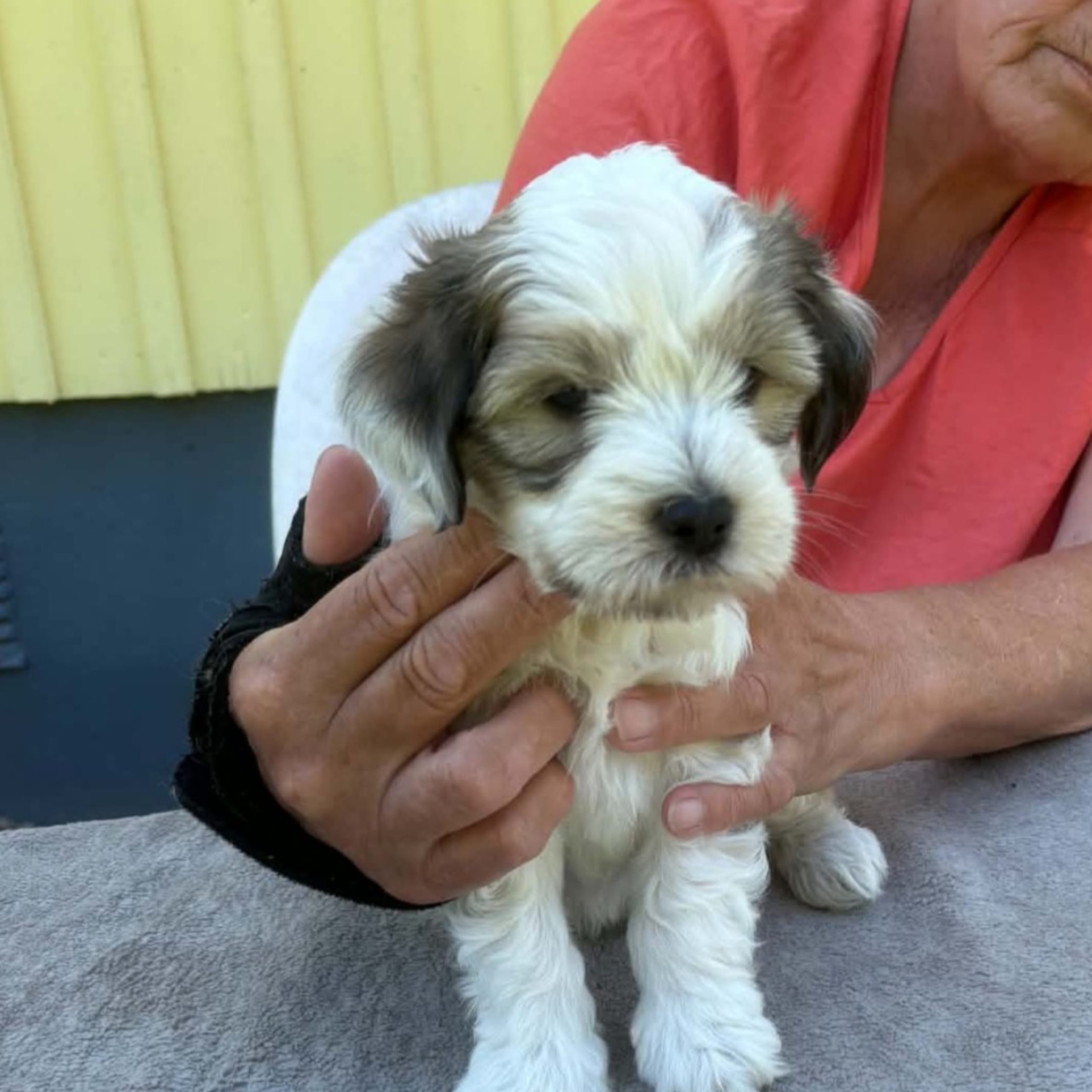 Tibetansk terrier