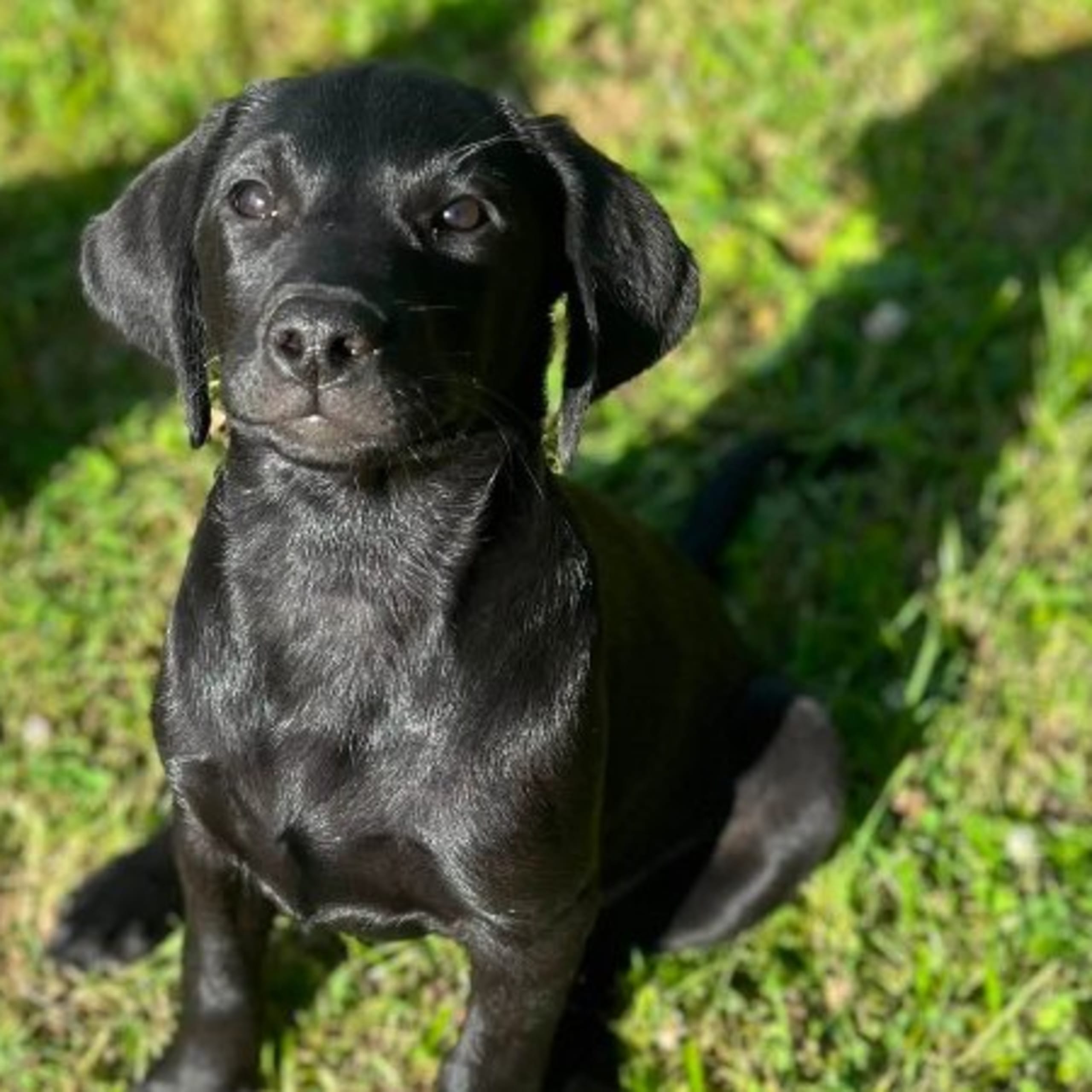 Labrador retriever