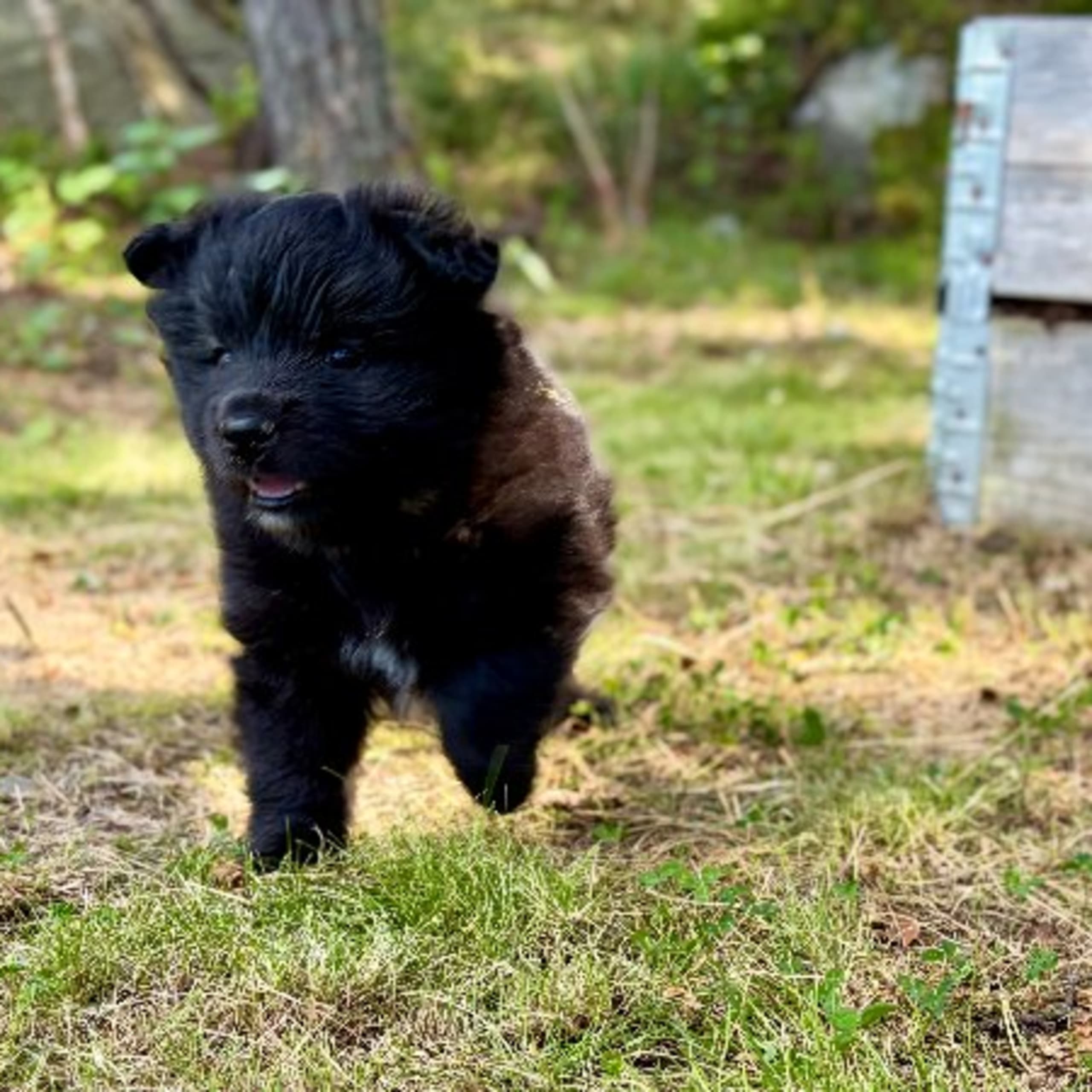Finsk lapphund