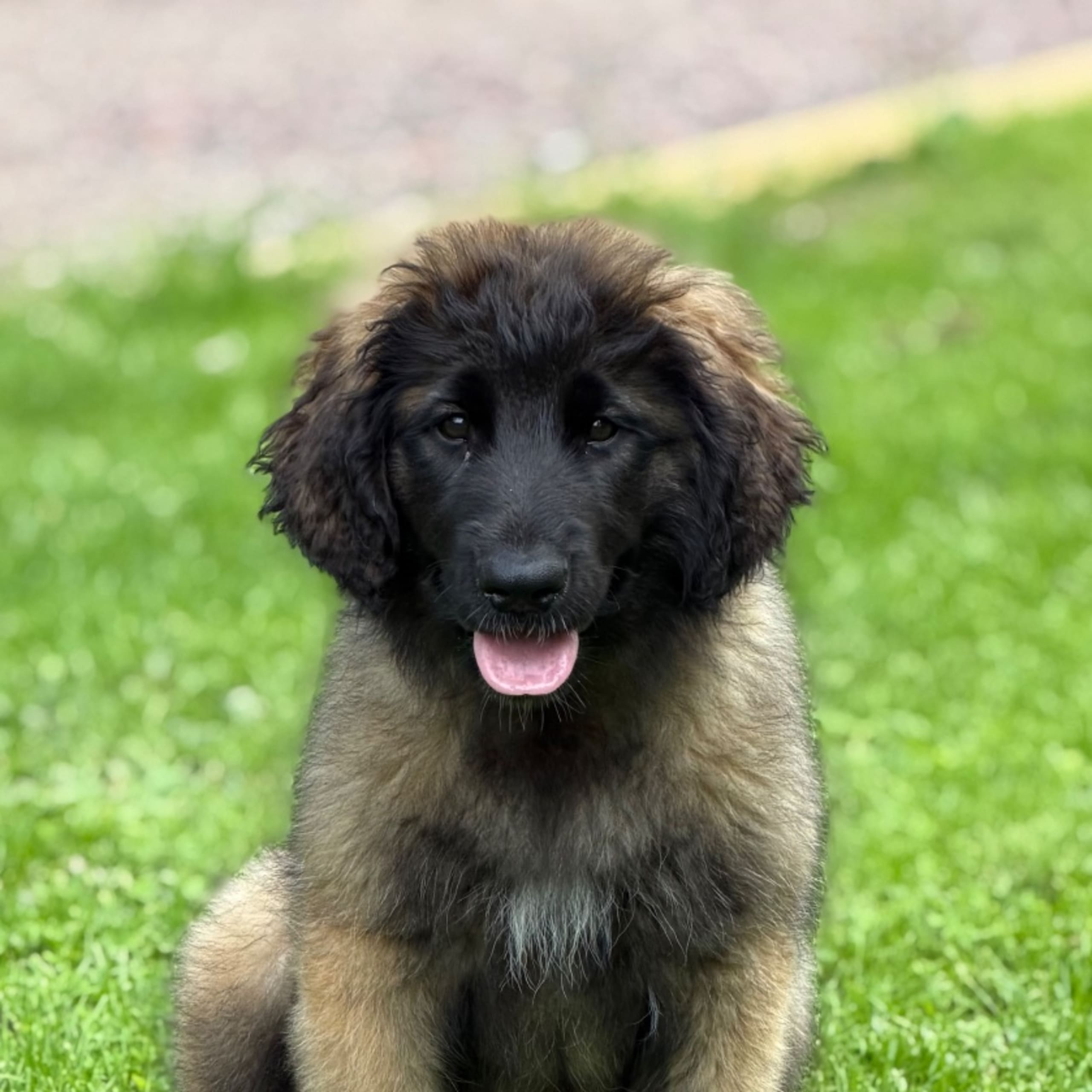 Leonberger