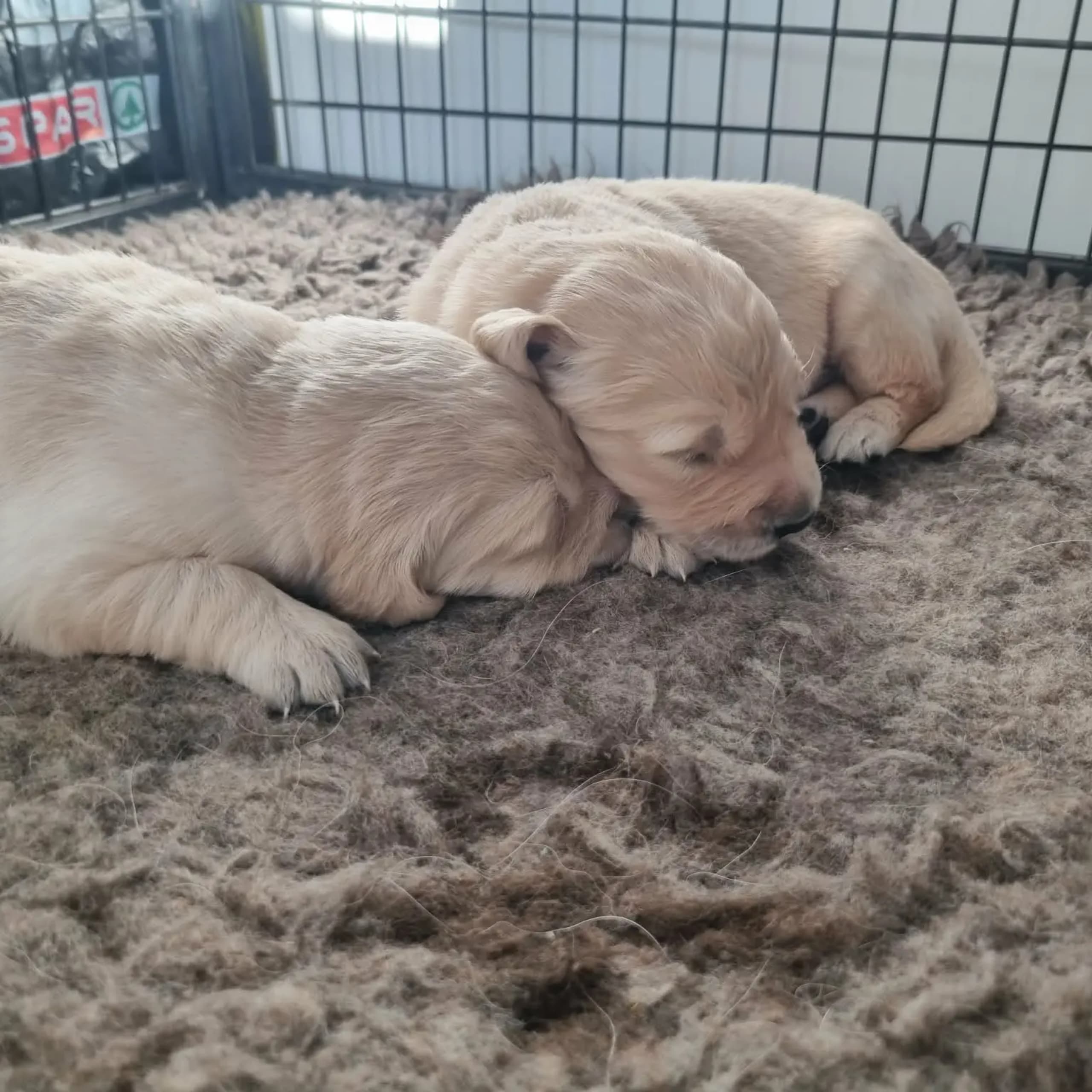 Golden retriever