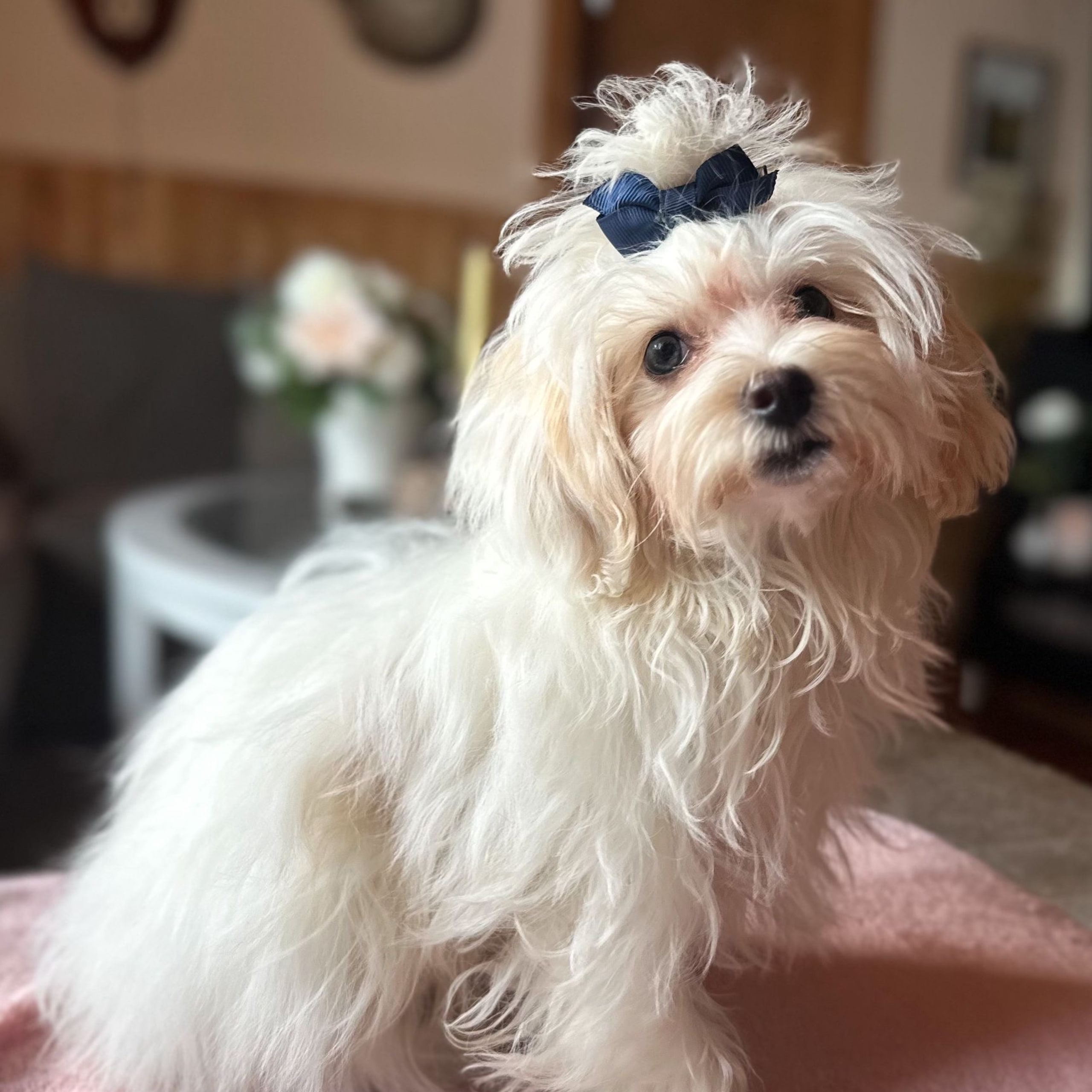 Maltipoo