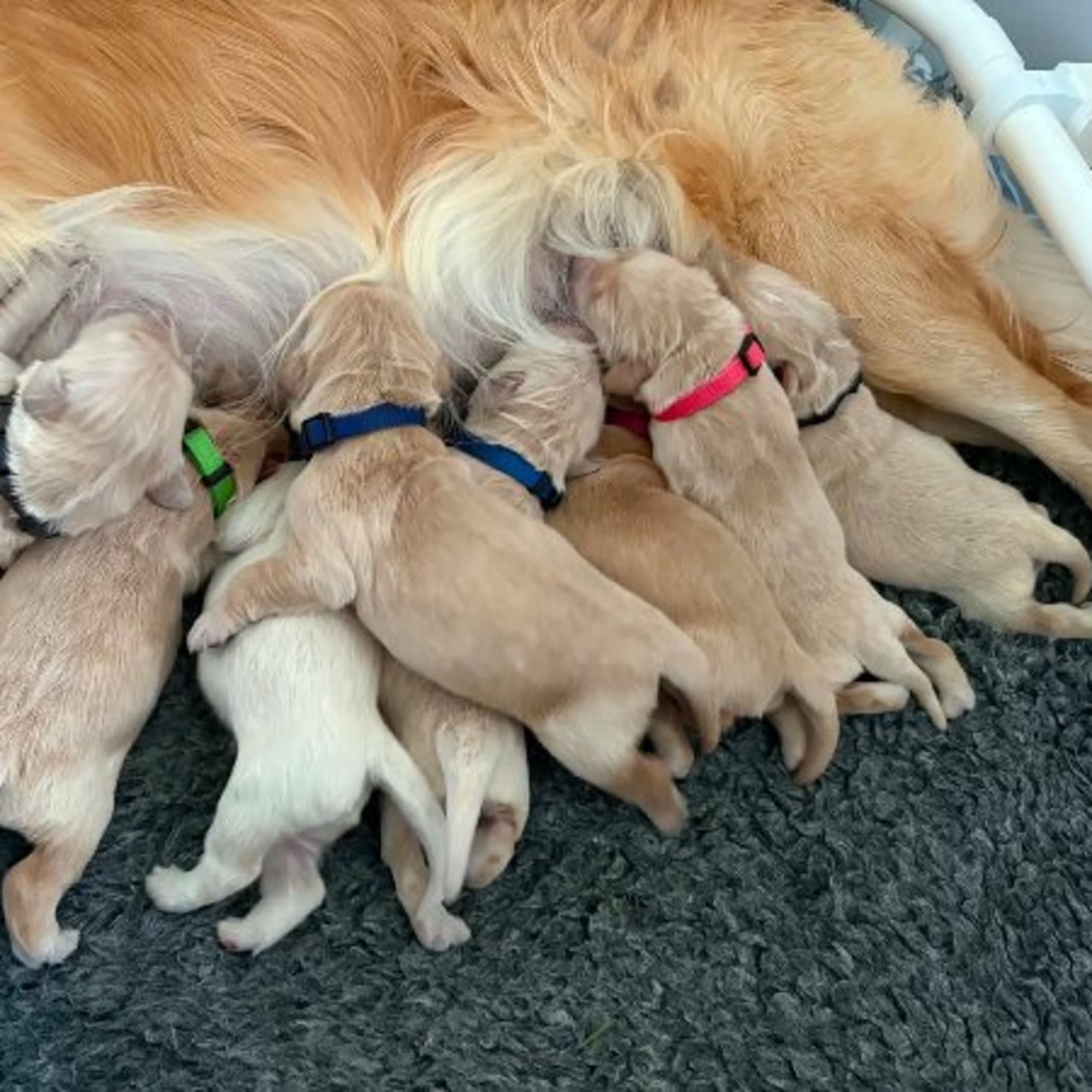 Golden retriever