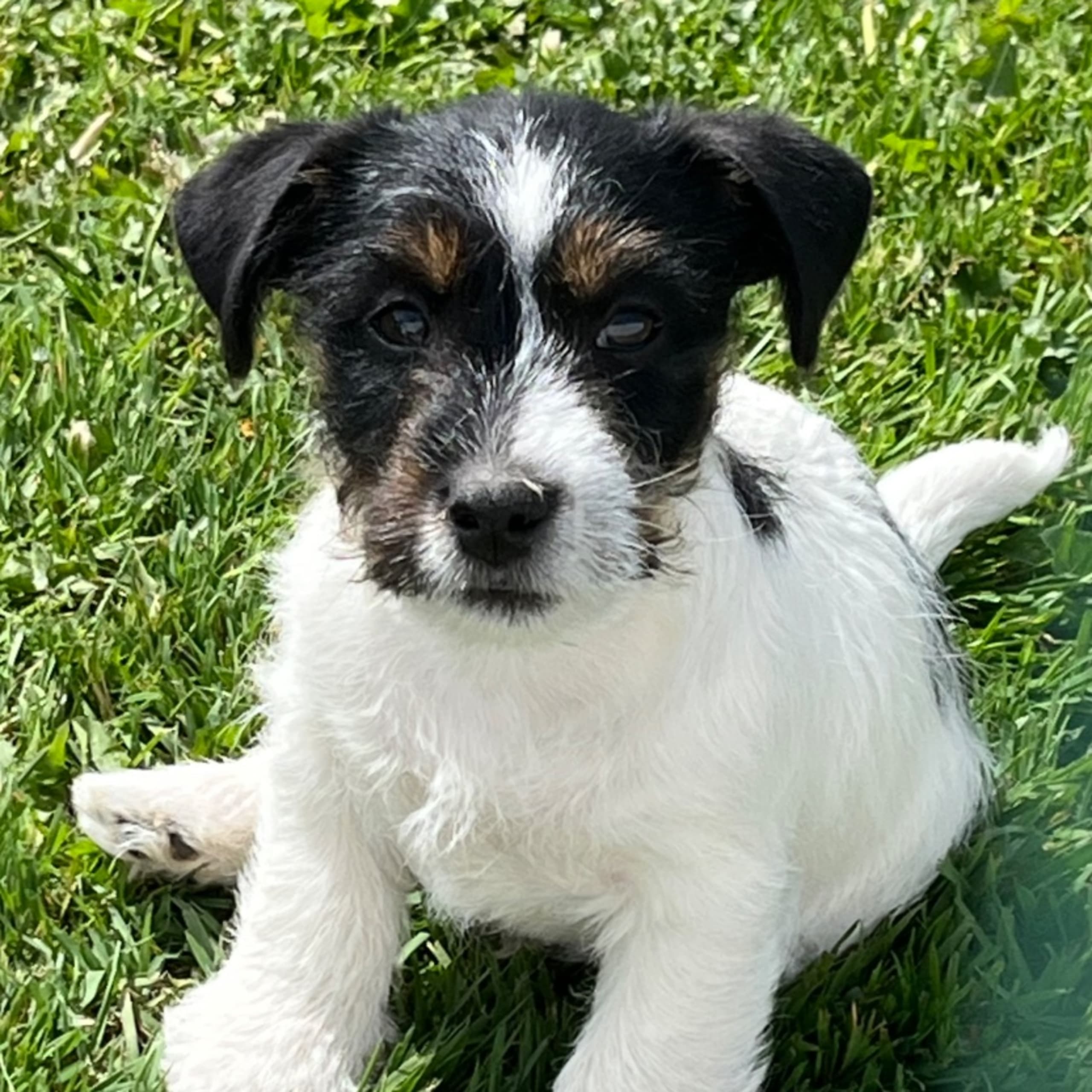 Jack Russell terrier