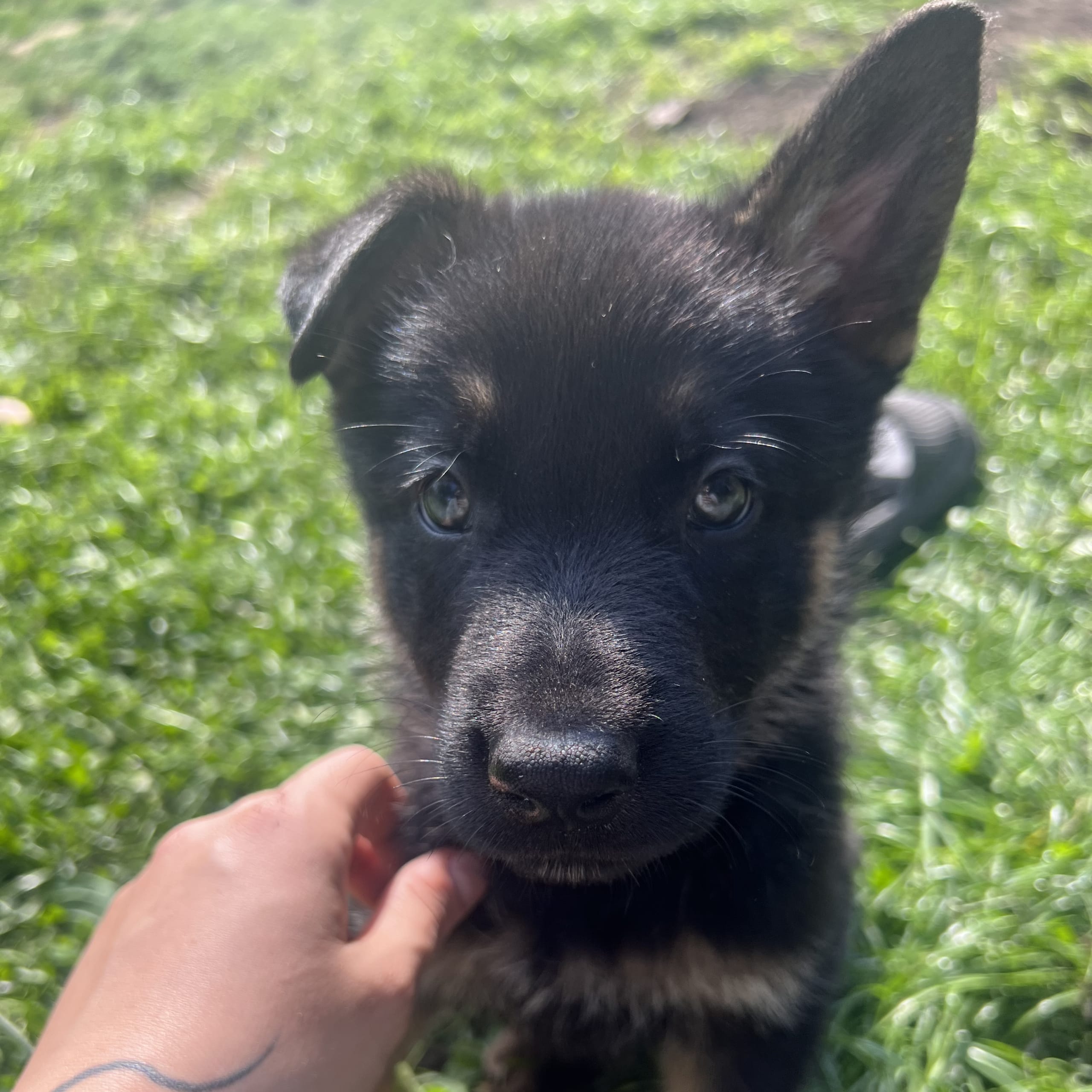 Tysk Schäferhund