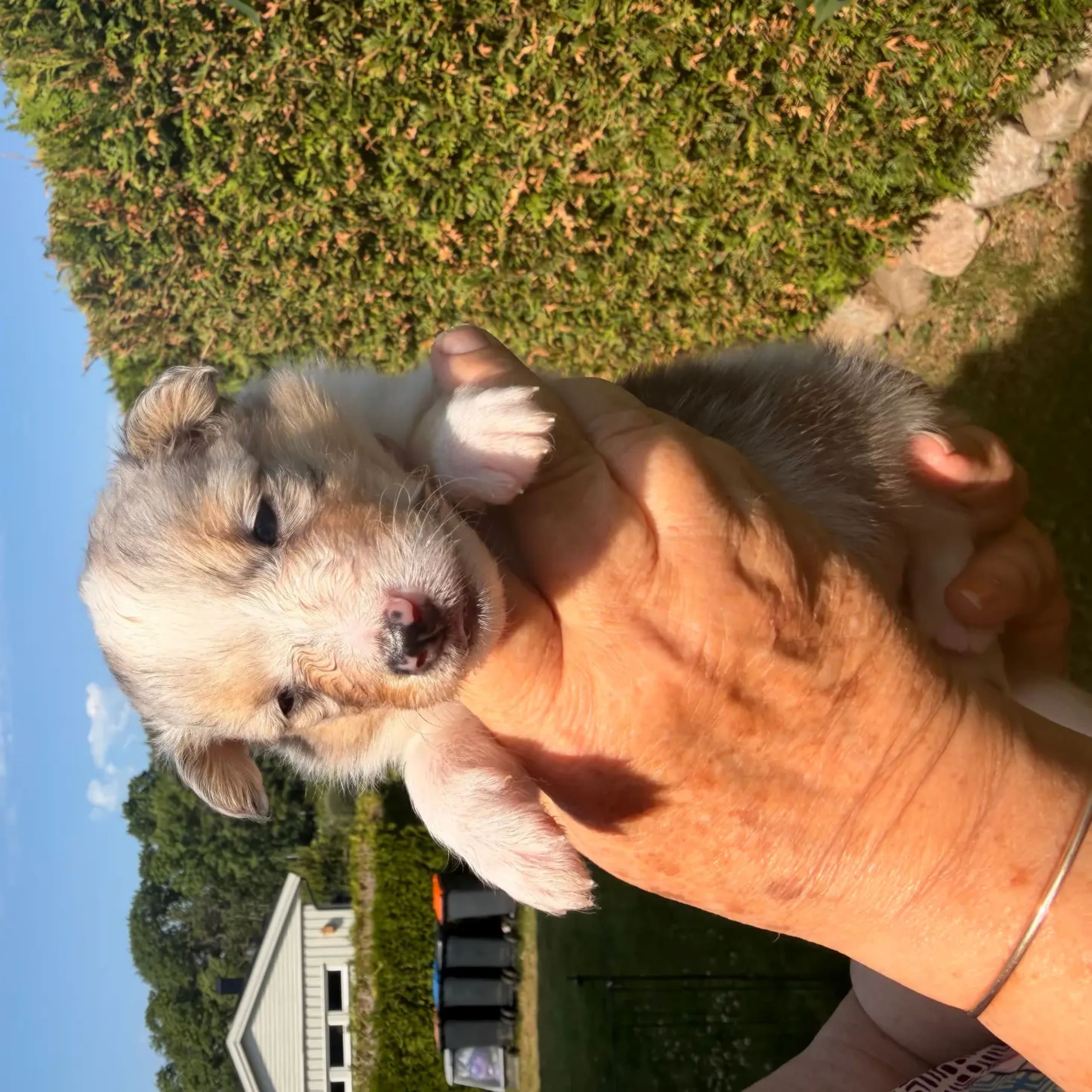 Shetland sheepdog