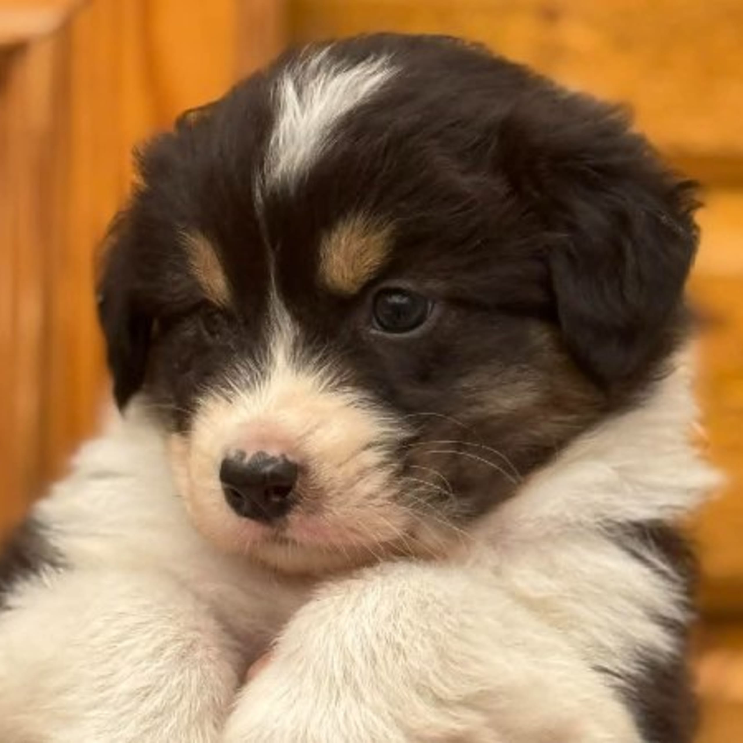 Australian shepherd