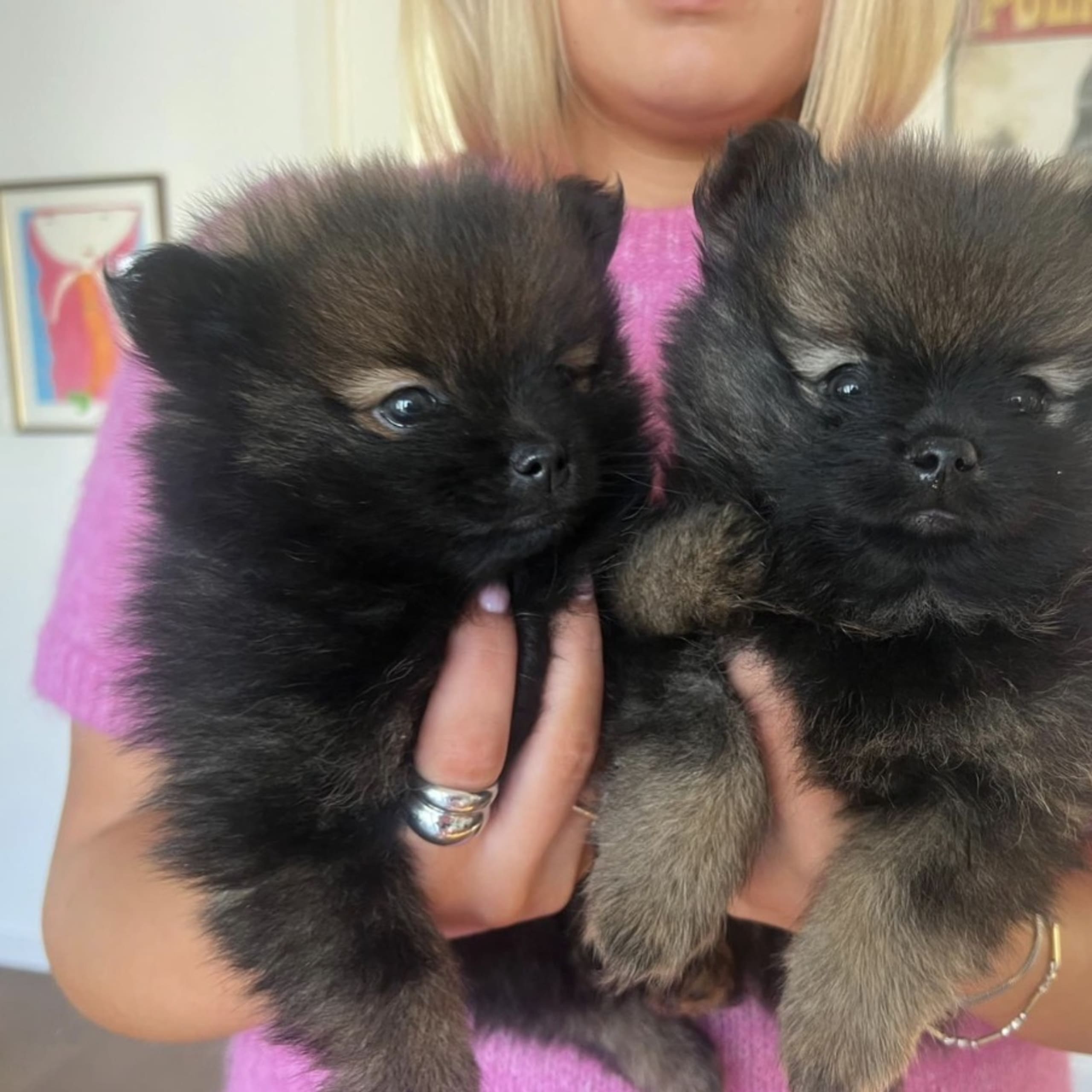 Pomeranian