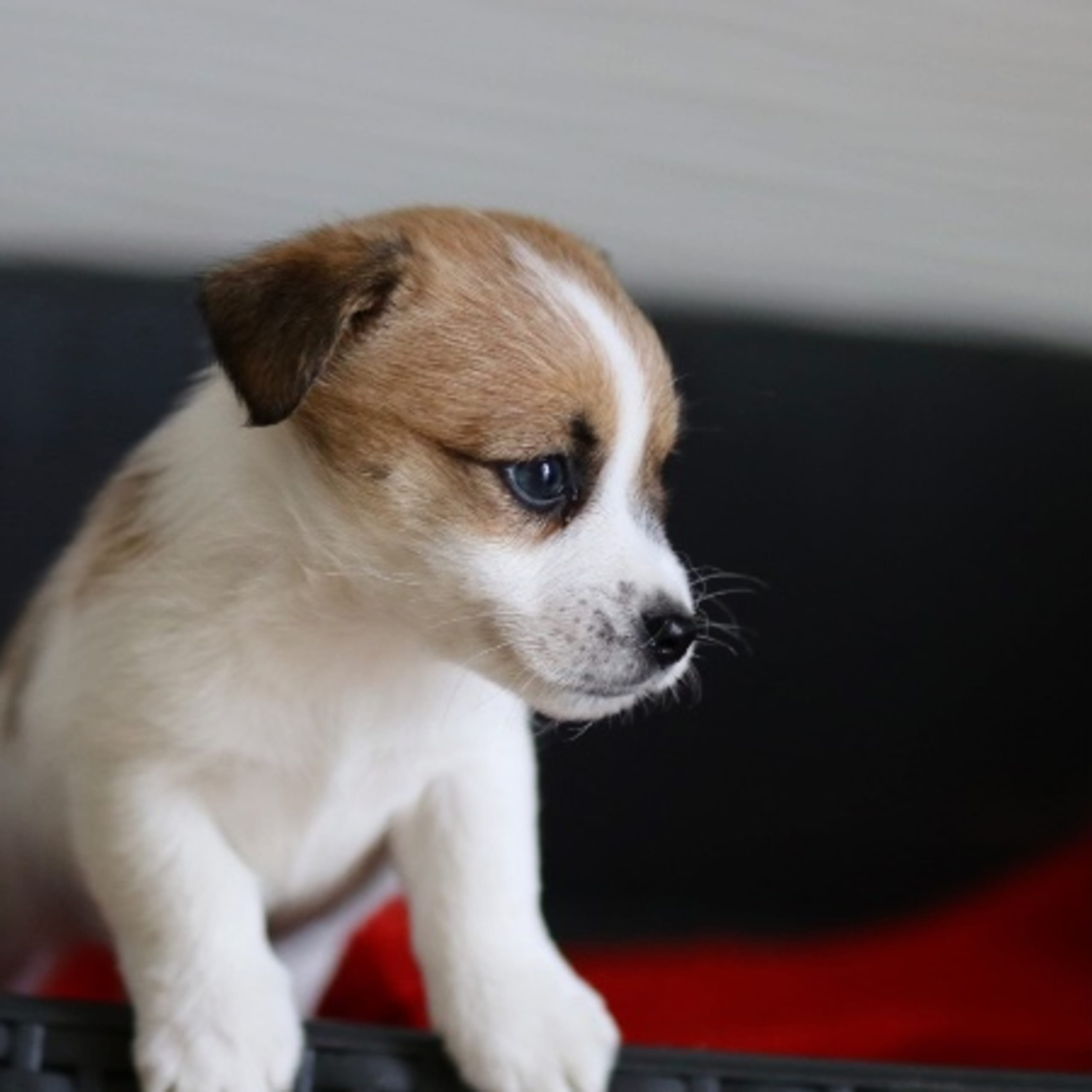 Jack russell terrier