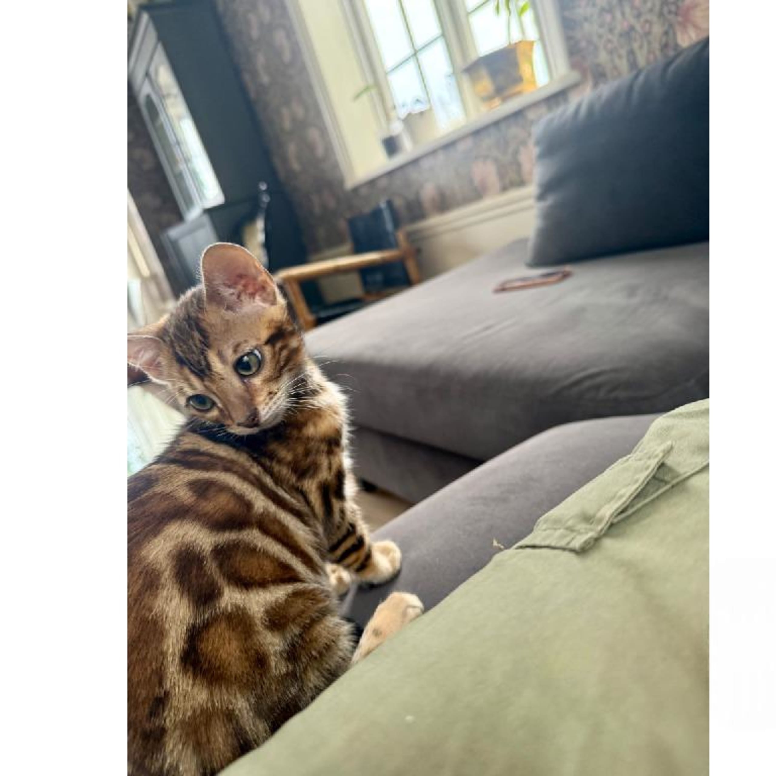 SE*ExoticJungleCats