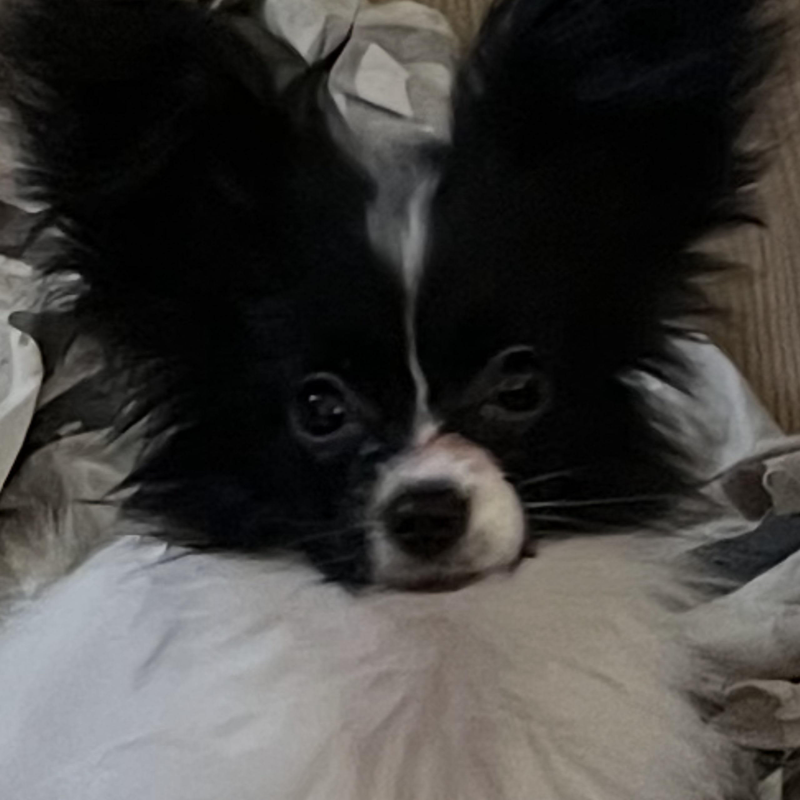 Papillon
