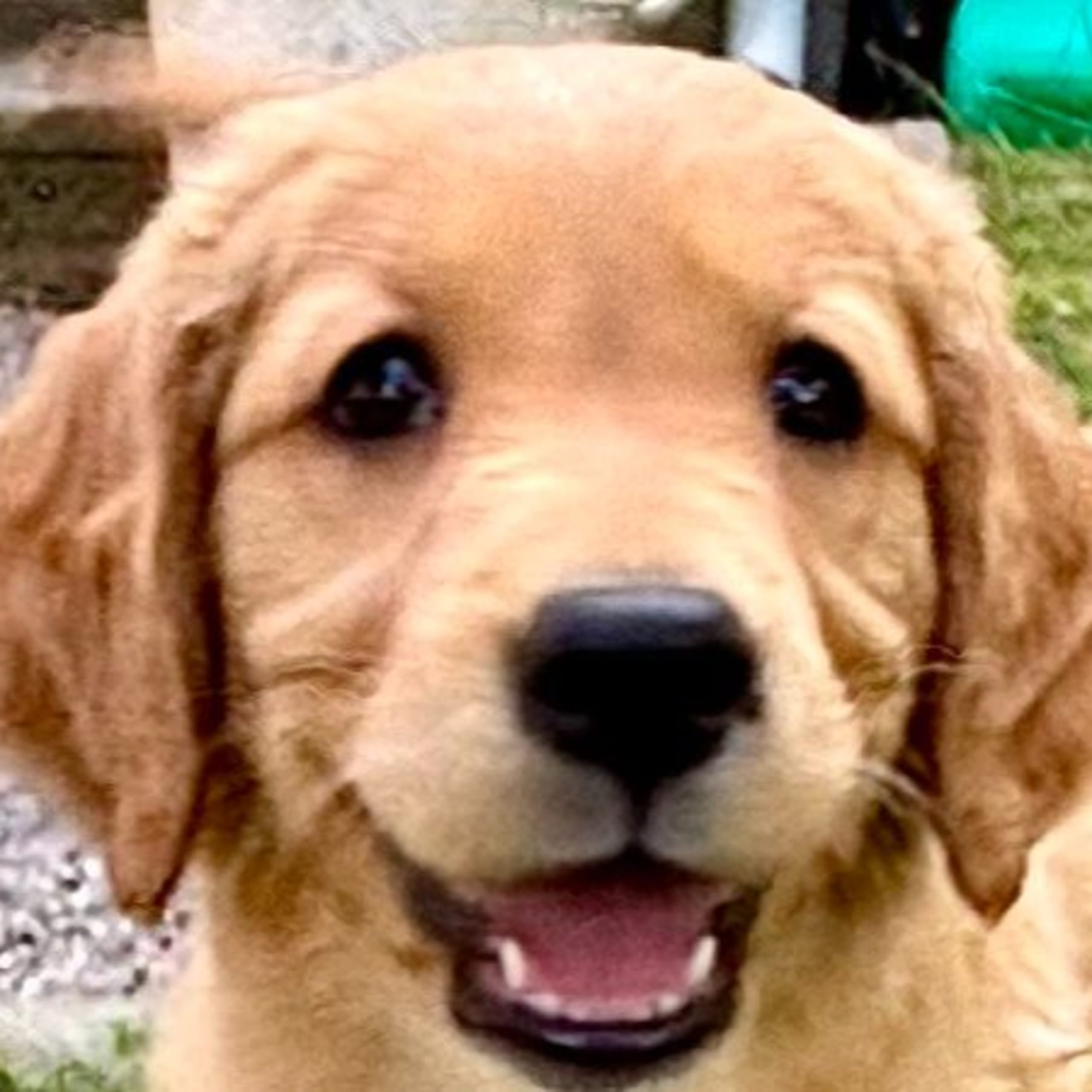 Golden retriever