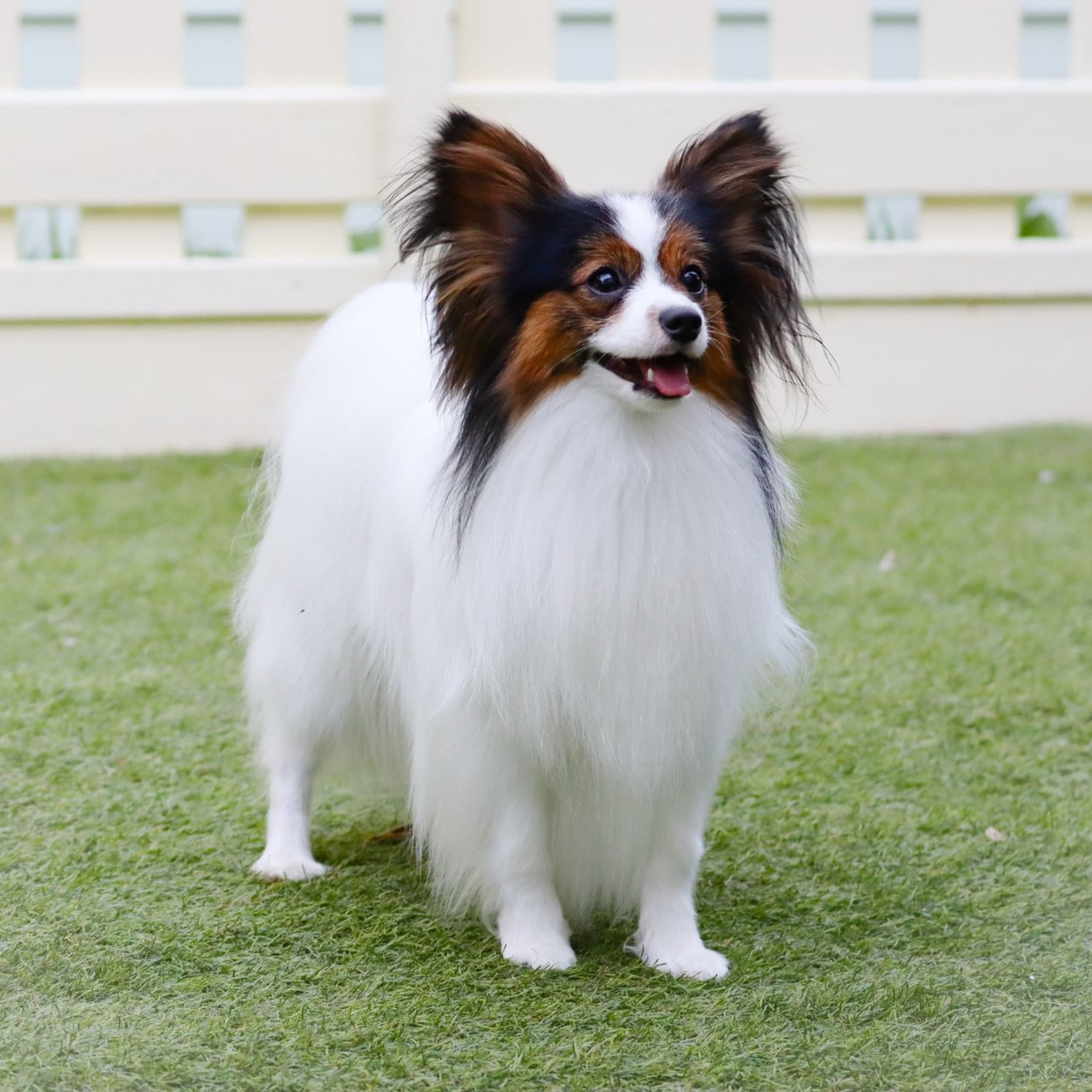 Papillon