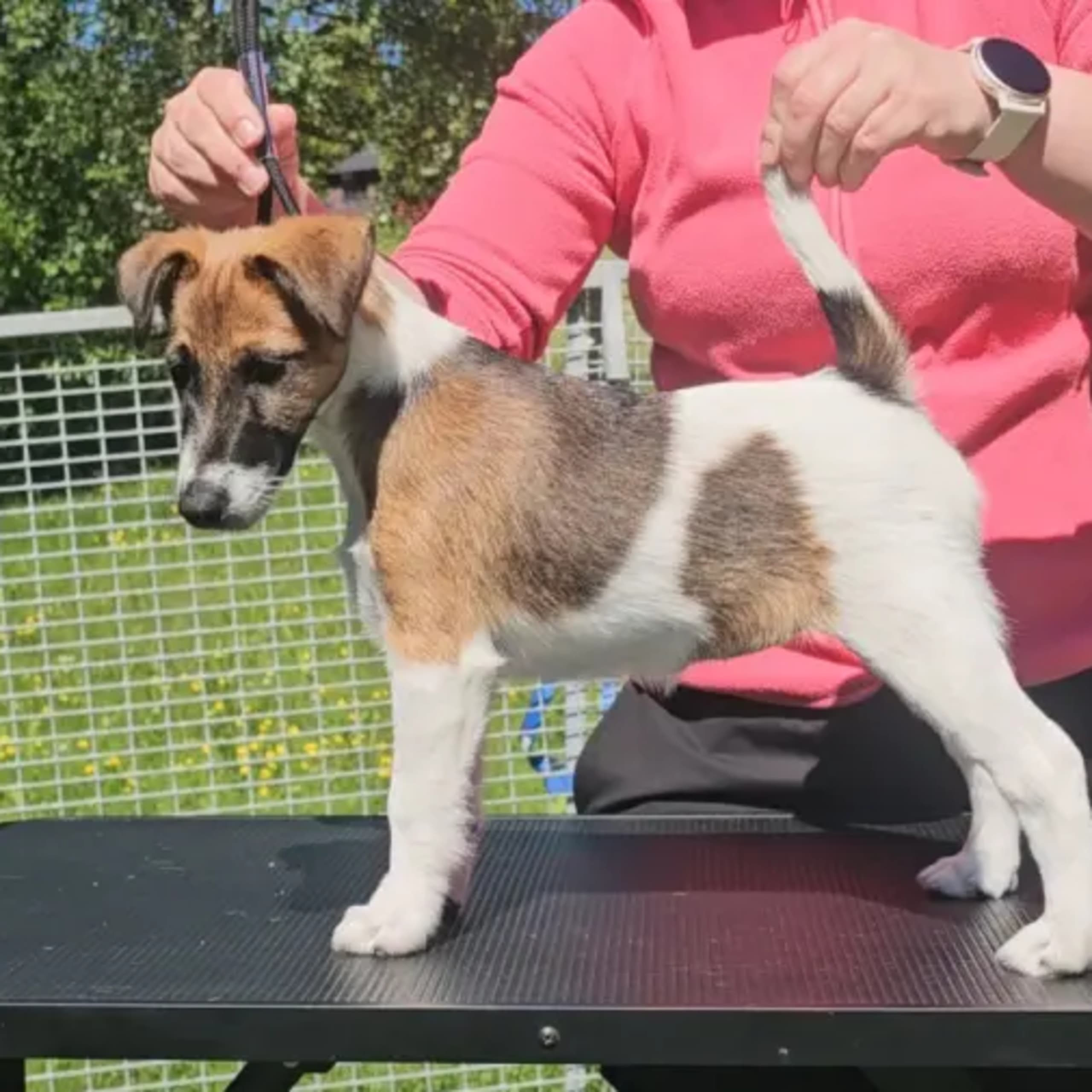 Släthårig foxterrier