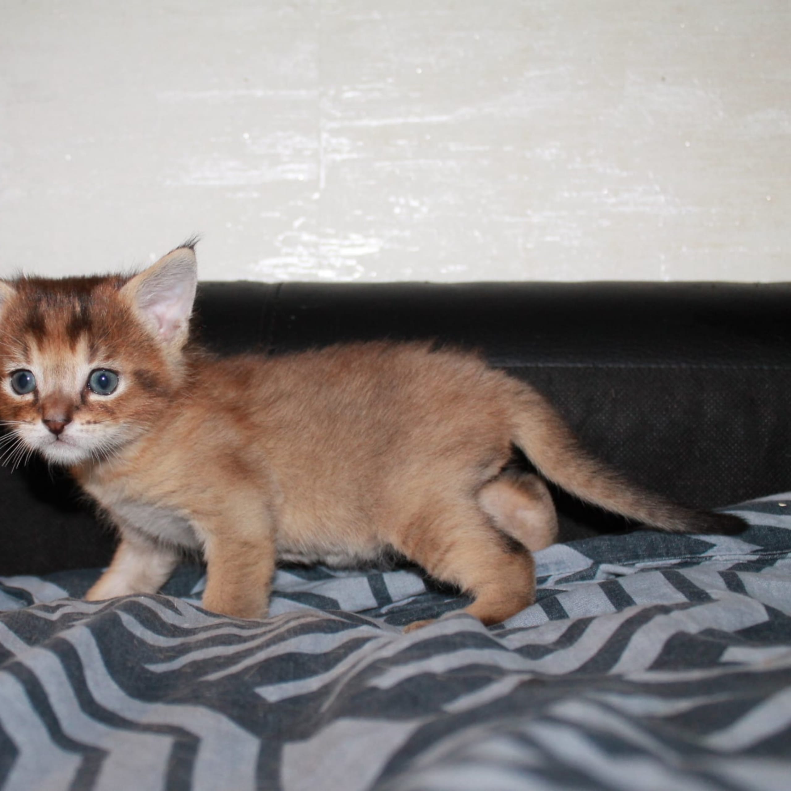 Exotic Shorthair