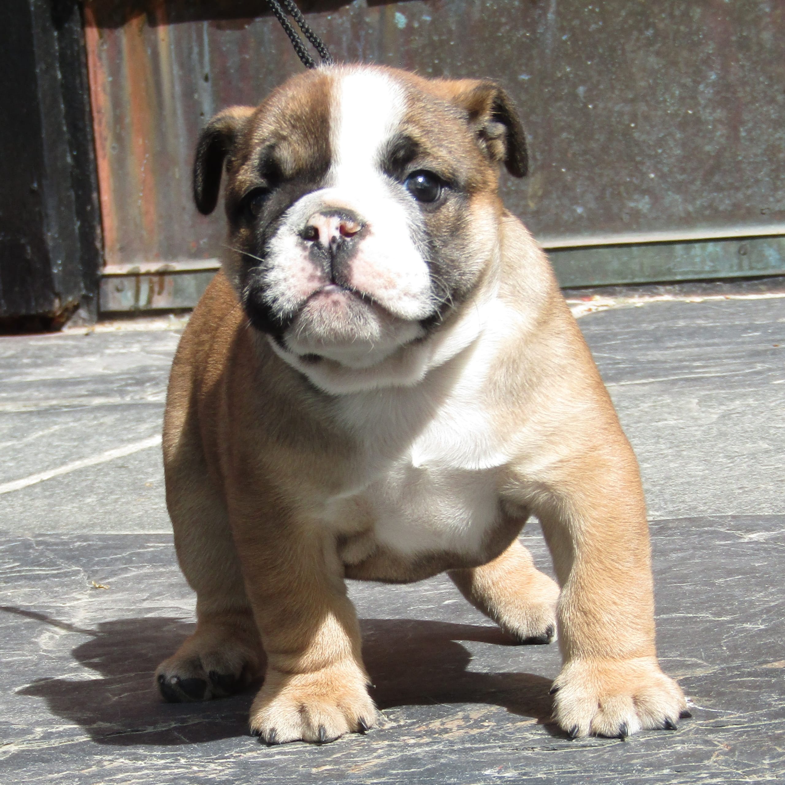 English Bulldog