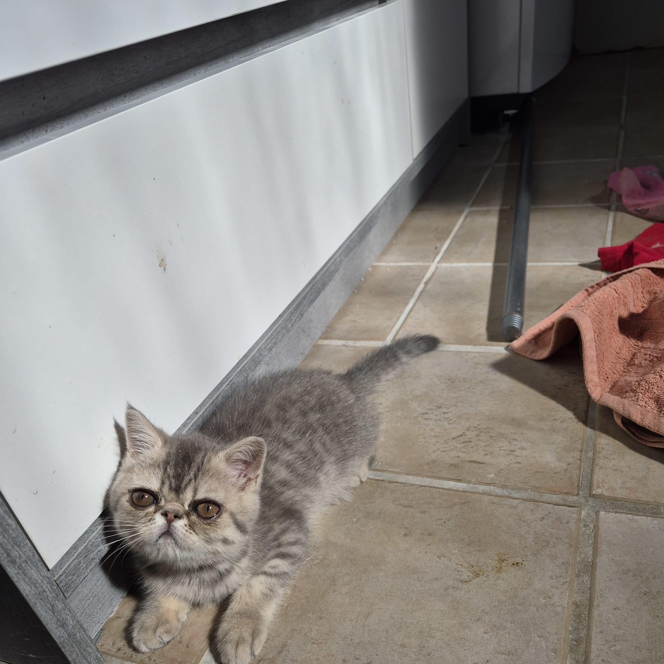 Exotic Shorthair