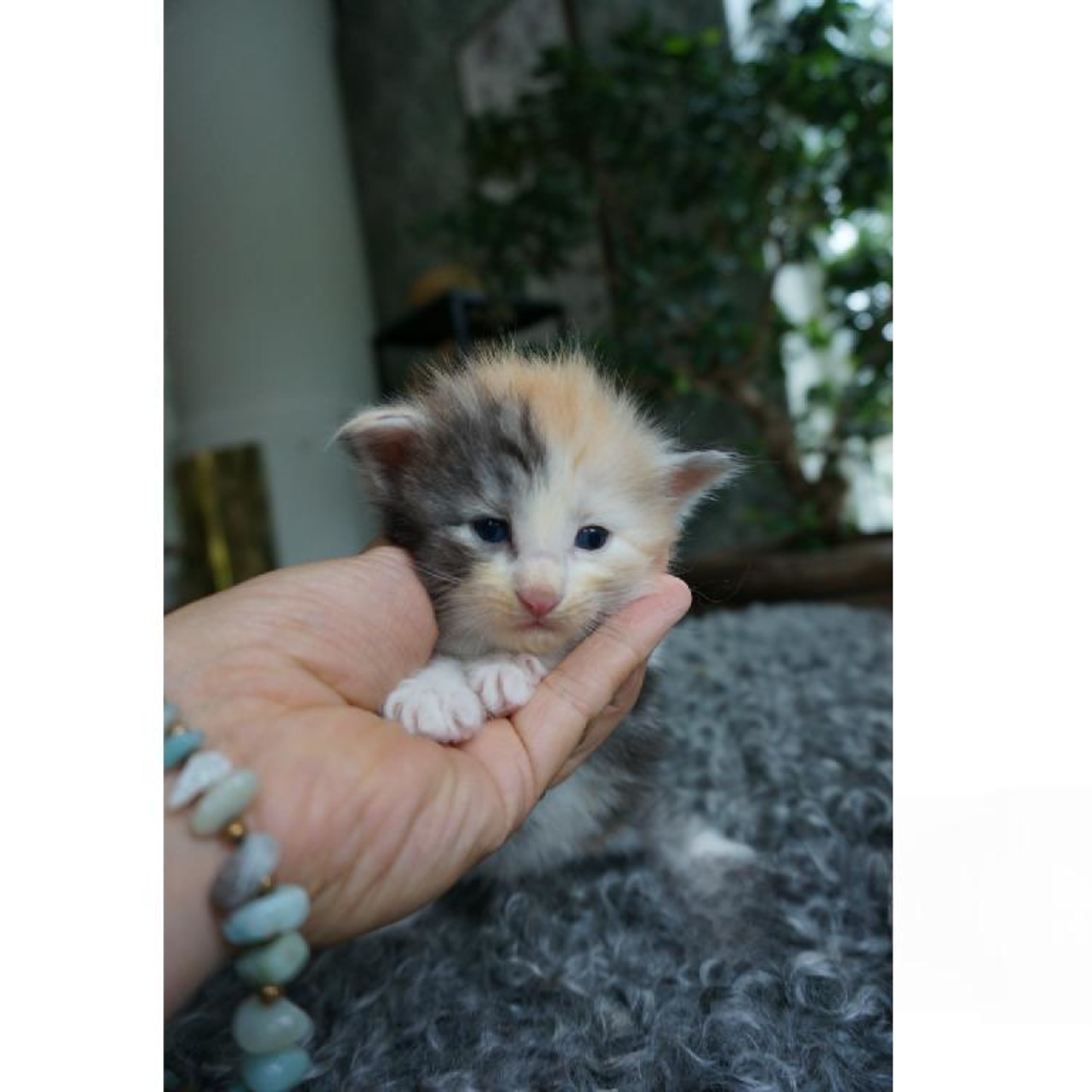 Norsk skogkatt