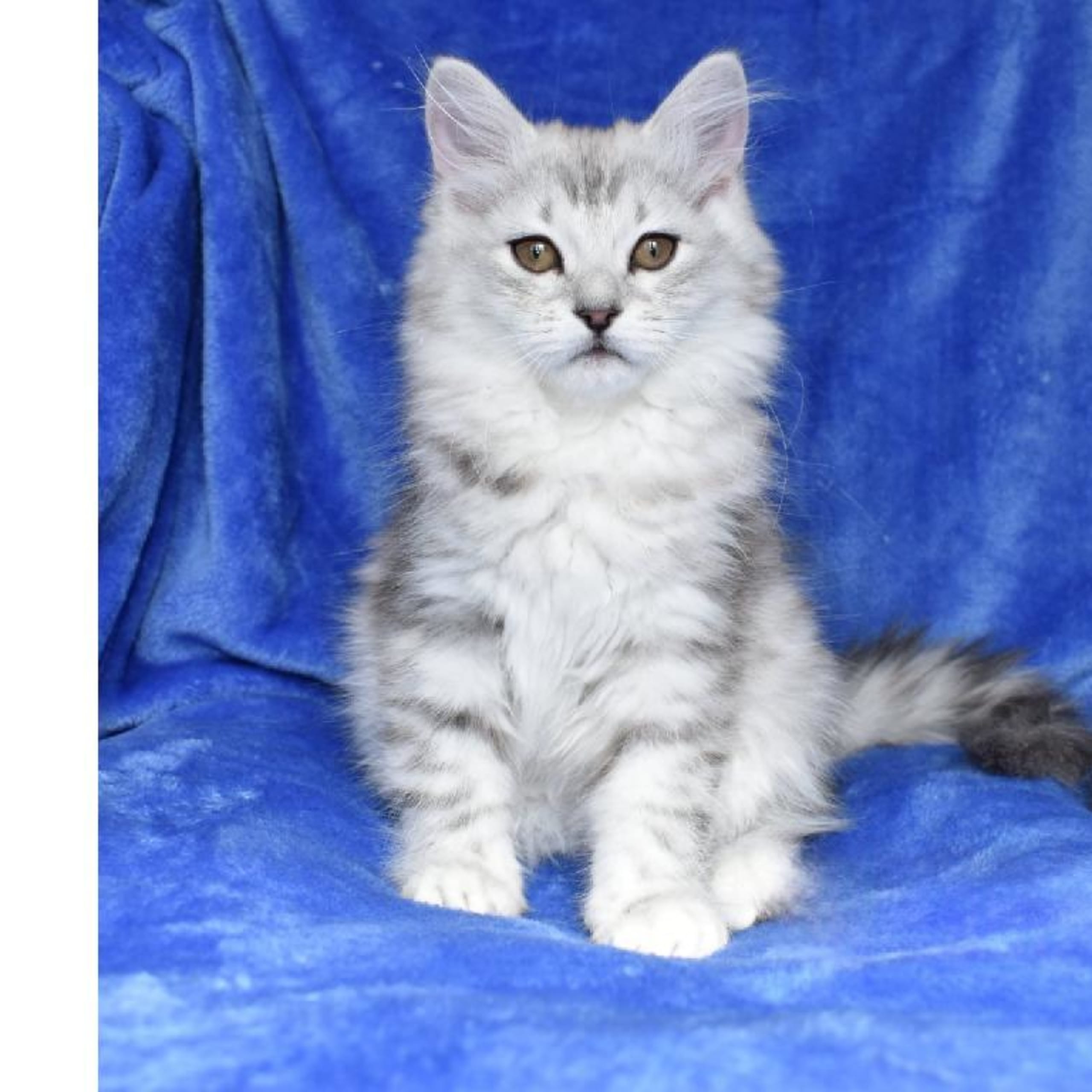 Sibirisk katt