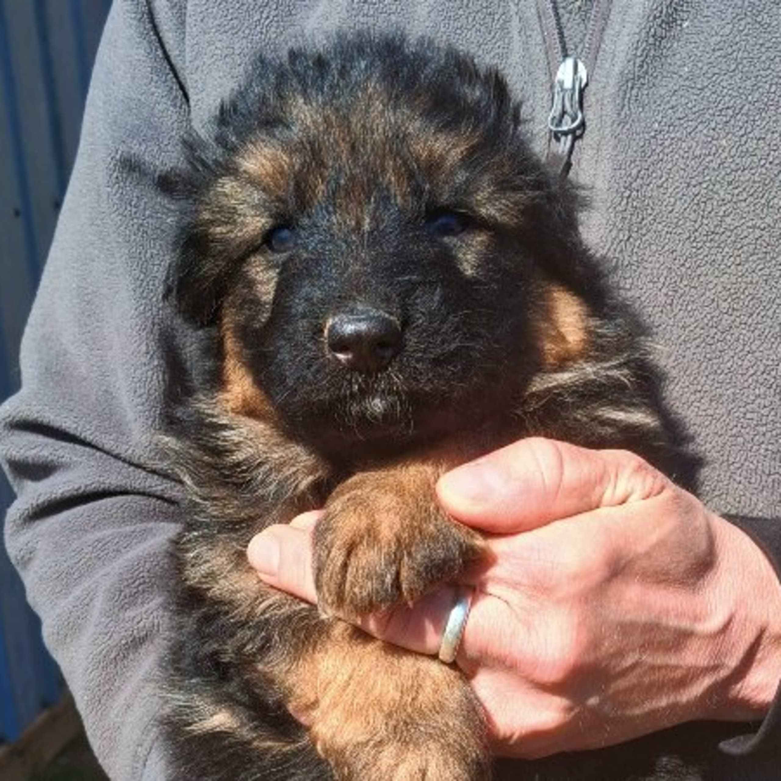 Schæferhund