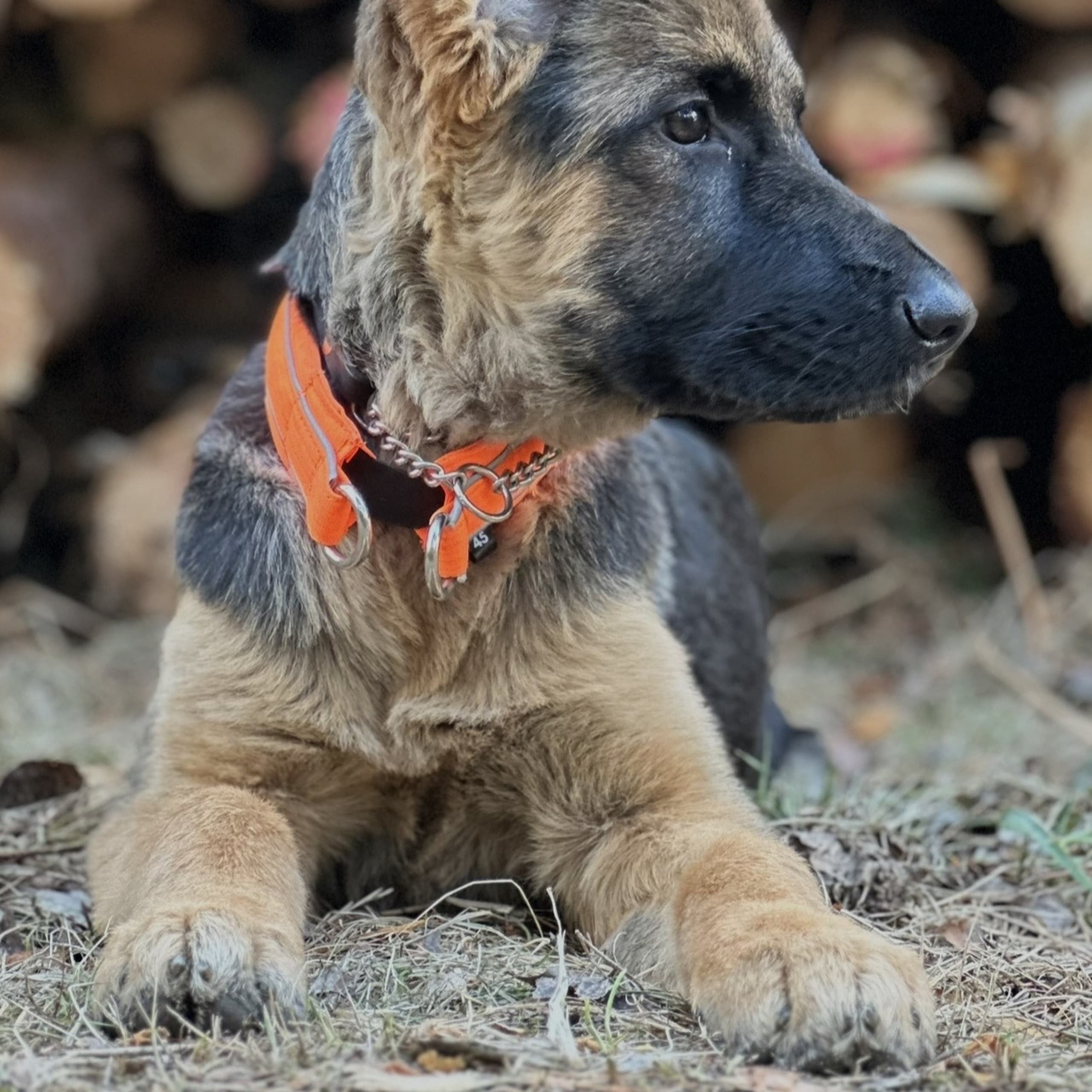 Tysk Schäferhund