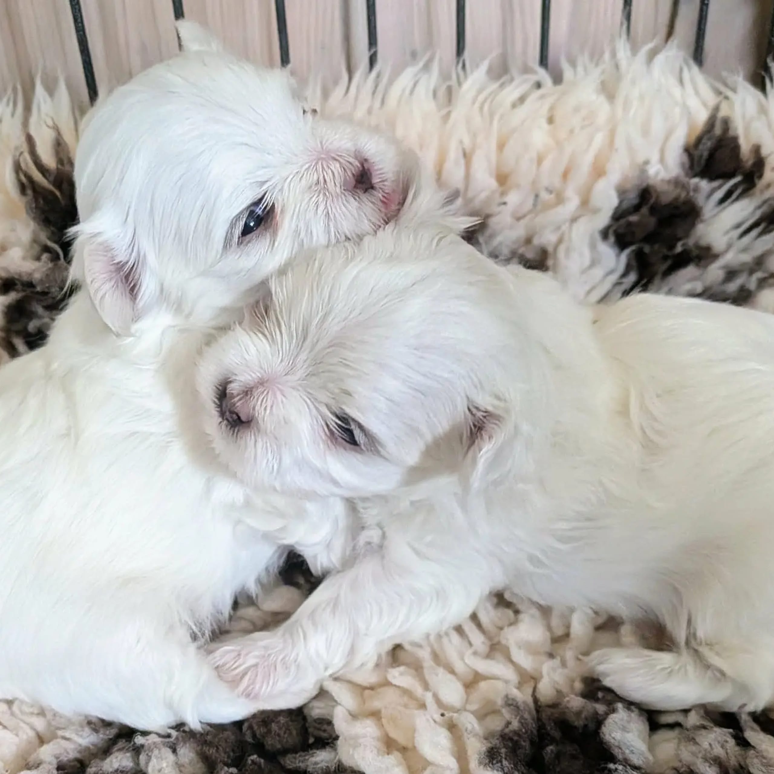 Maltese
