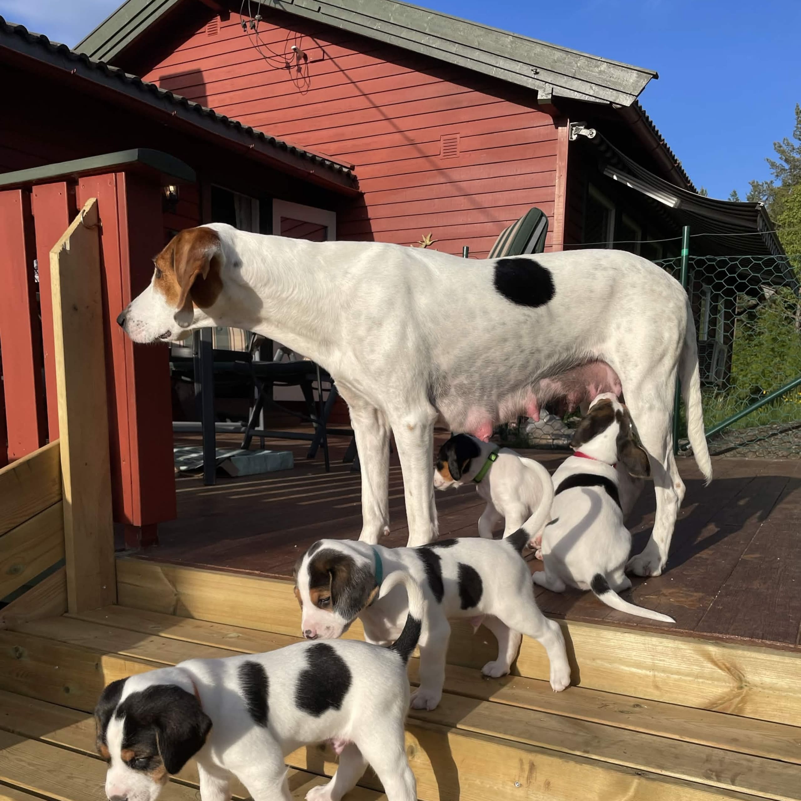 Haldenstövare