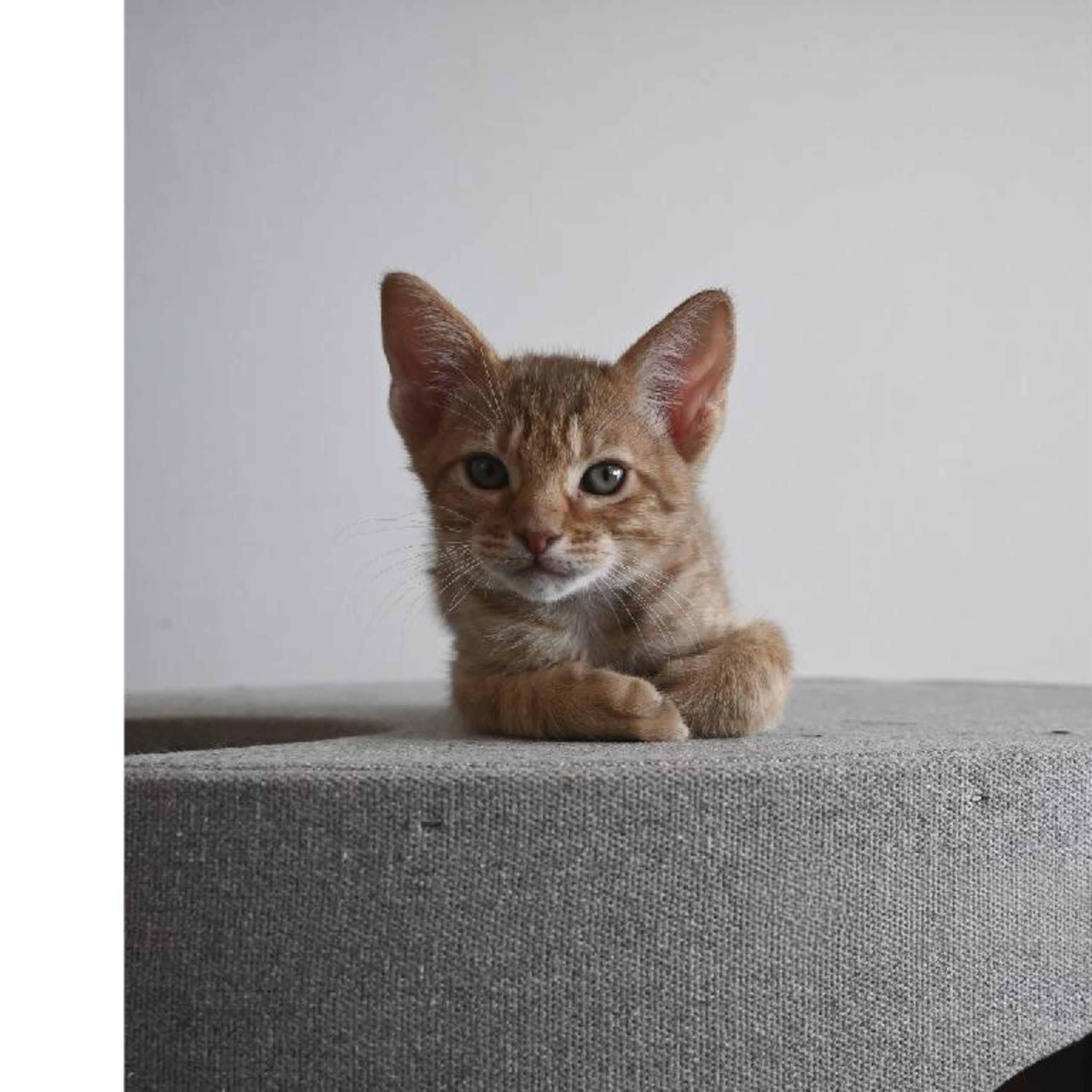 Ocicat