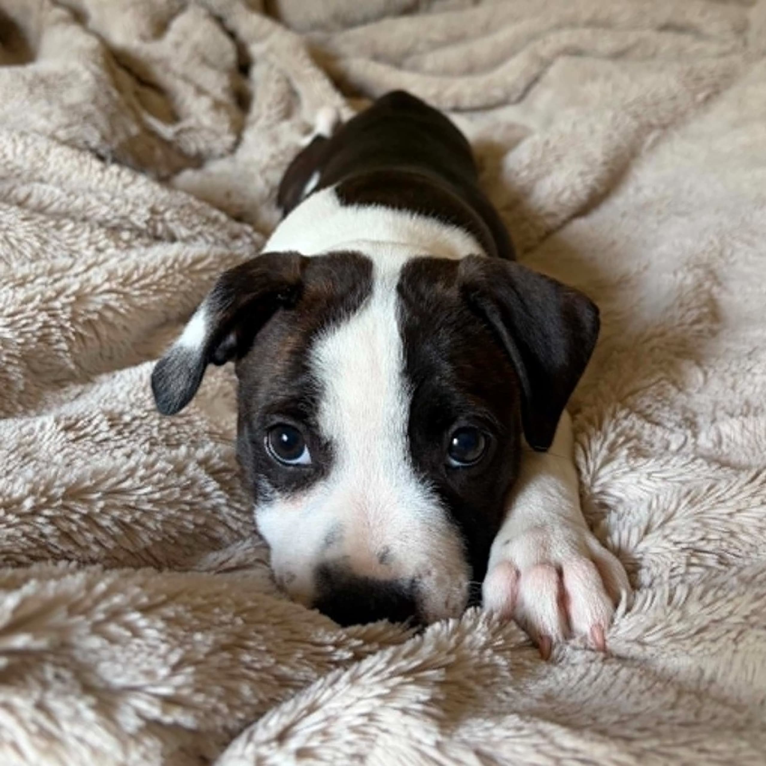 Staffordshire bullterrier