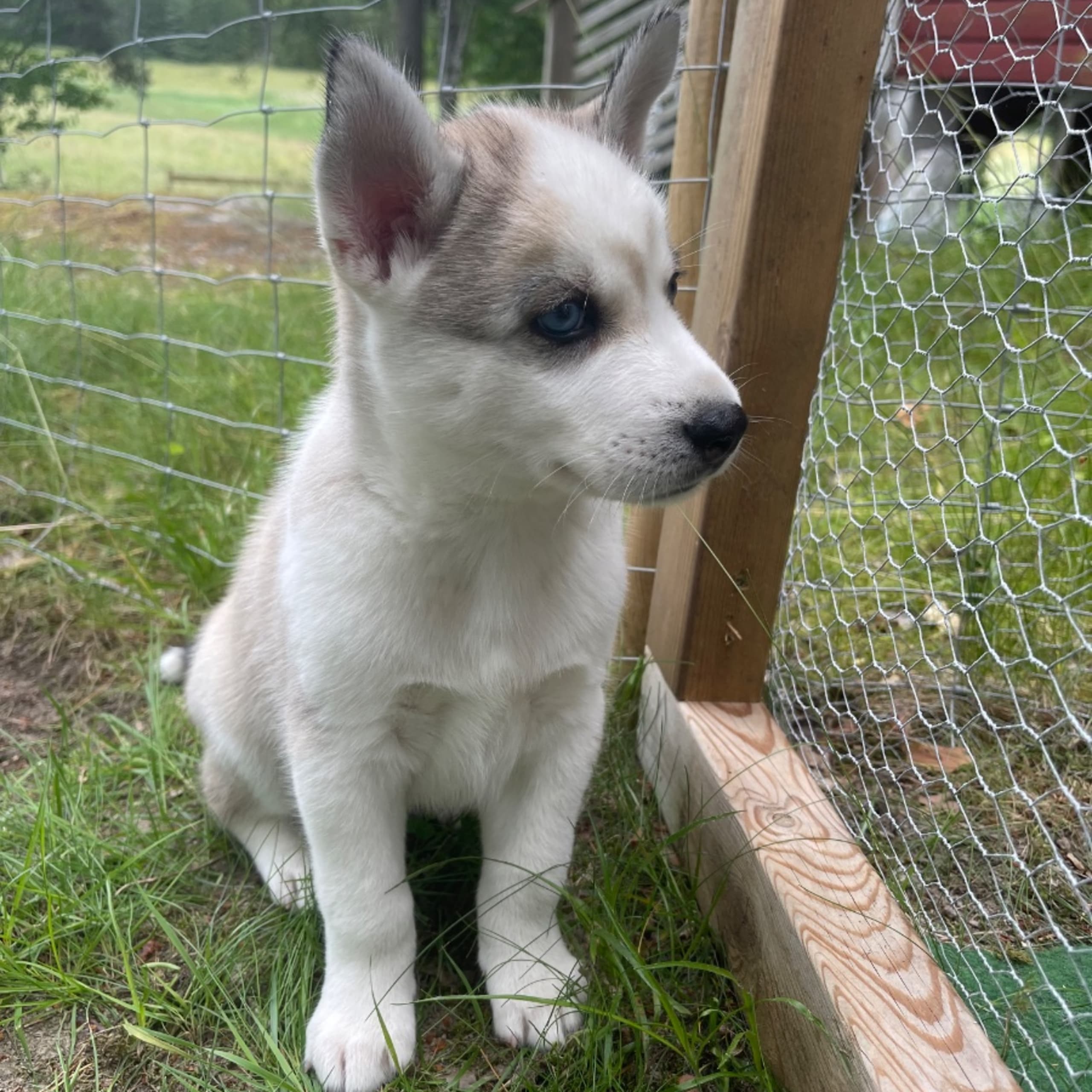 Siberian husky