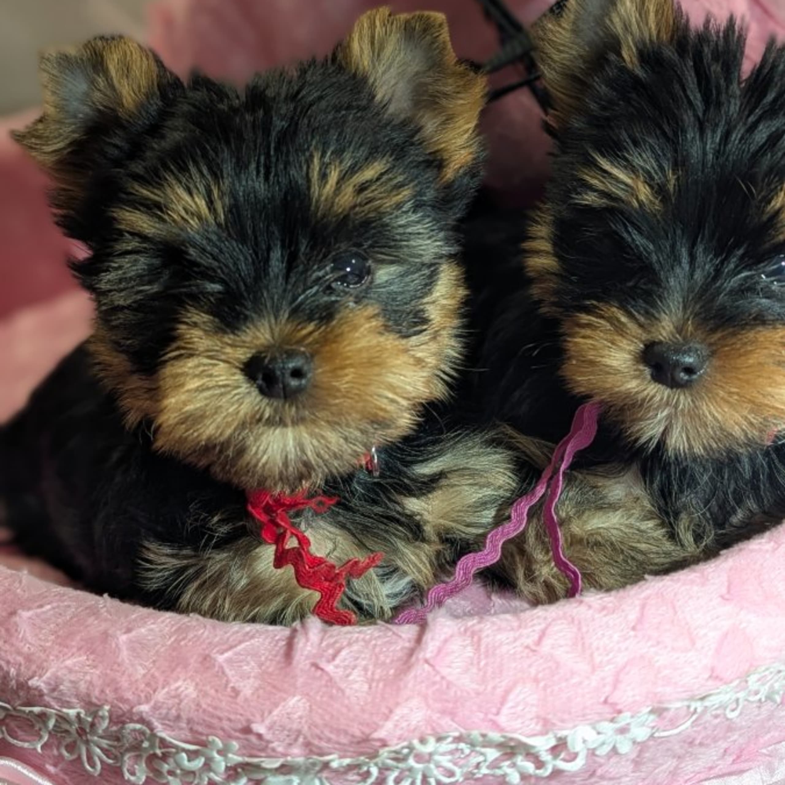 Yorkshireterrier